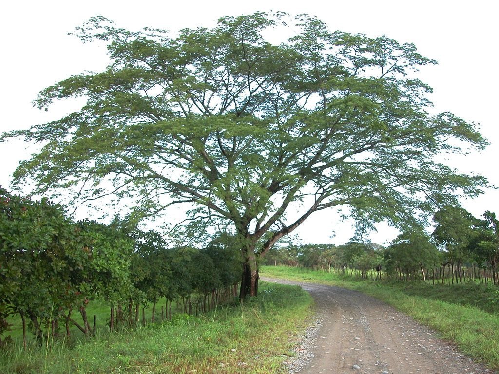 guanacaste tree.jpeg