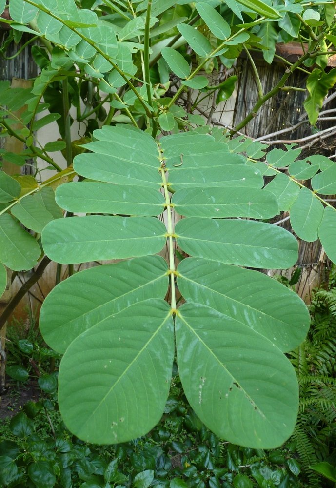 leaves.jpeg