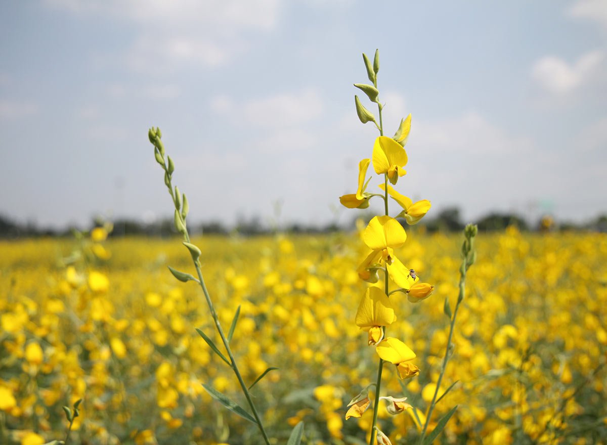 sunn hemp flowers.jpeg