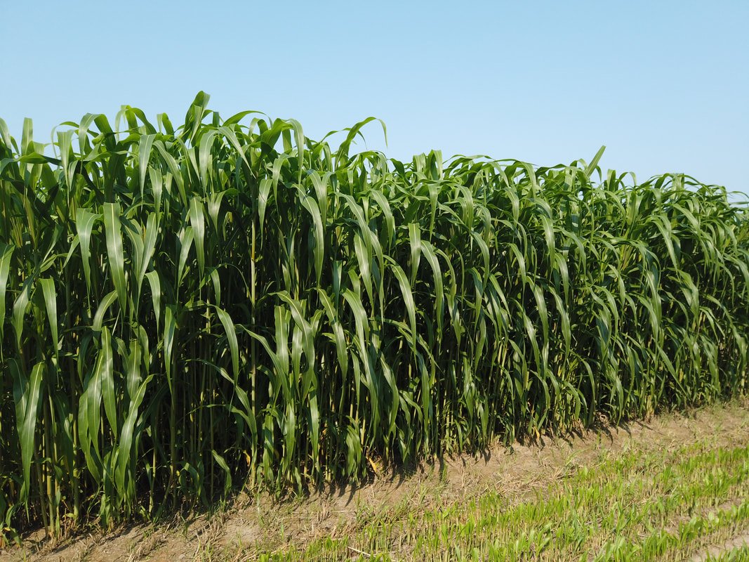 Cover crop of Sorghum Sudangrass growing densely