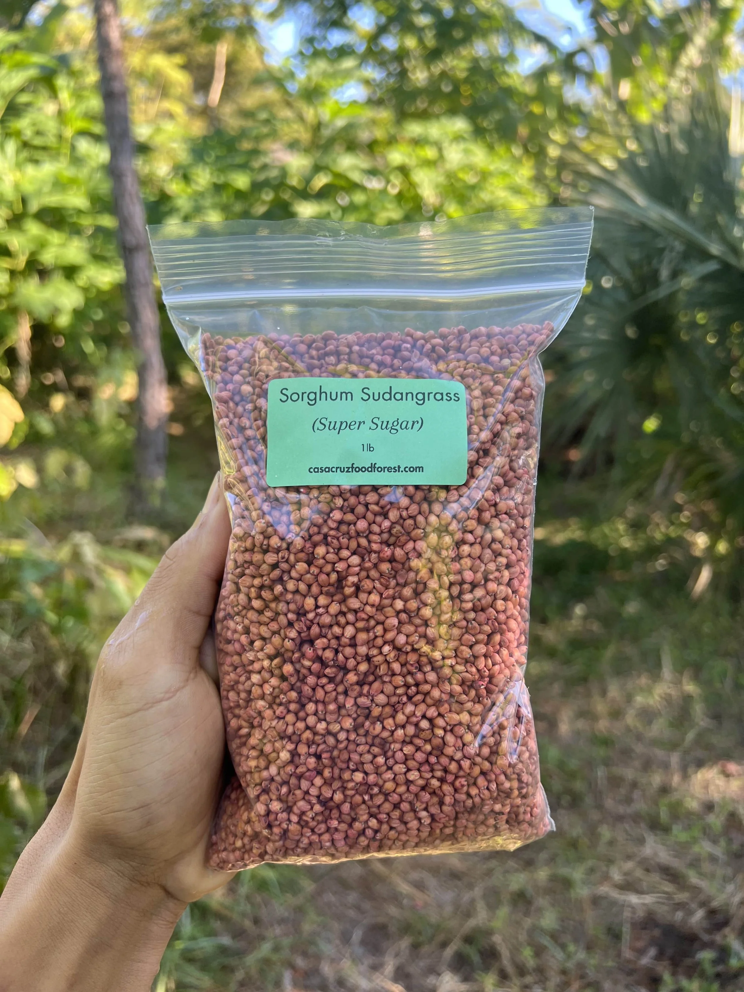 Sorghum Sudangrass SEEDS (Super Sugar) — Casa Cruz Food Forest