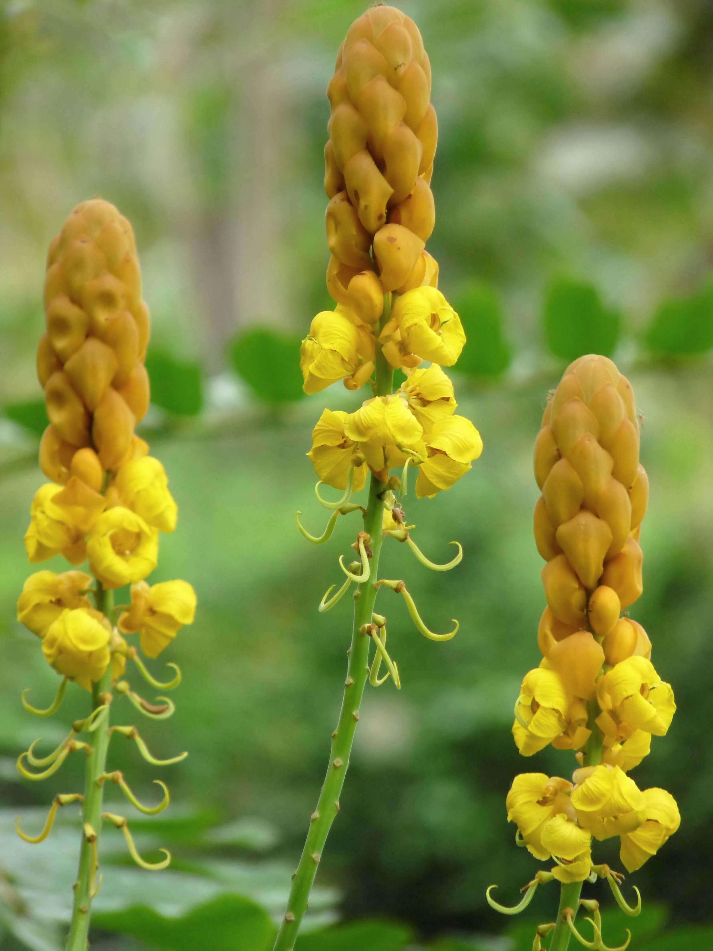Senna_alata flowers-min.jpeg