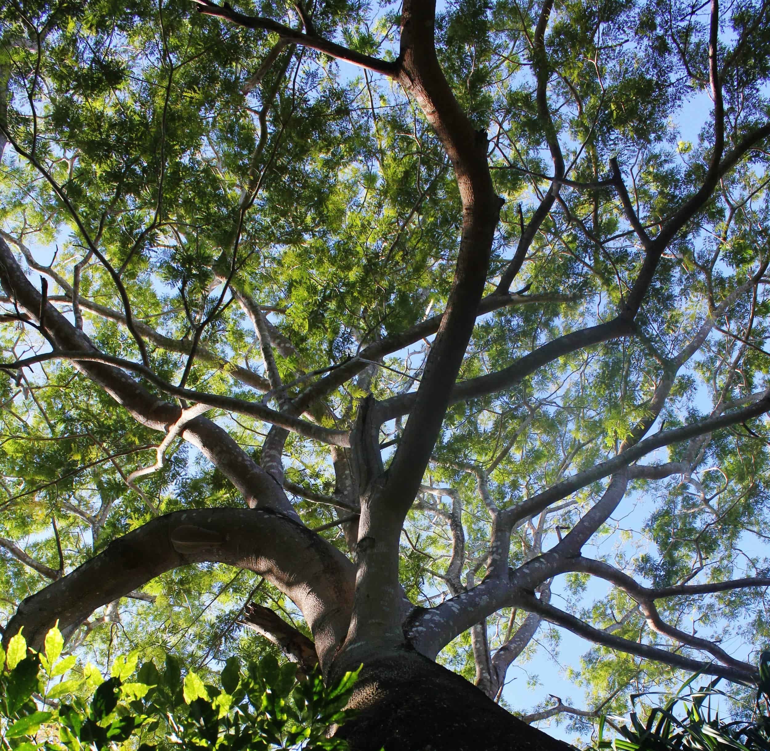 canopy view of guanacaste tree enterolobium cyclocarpum