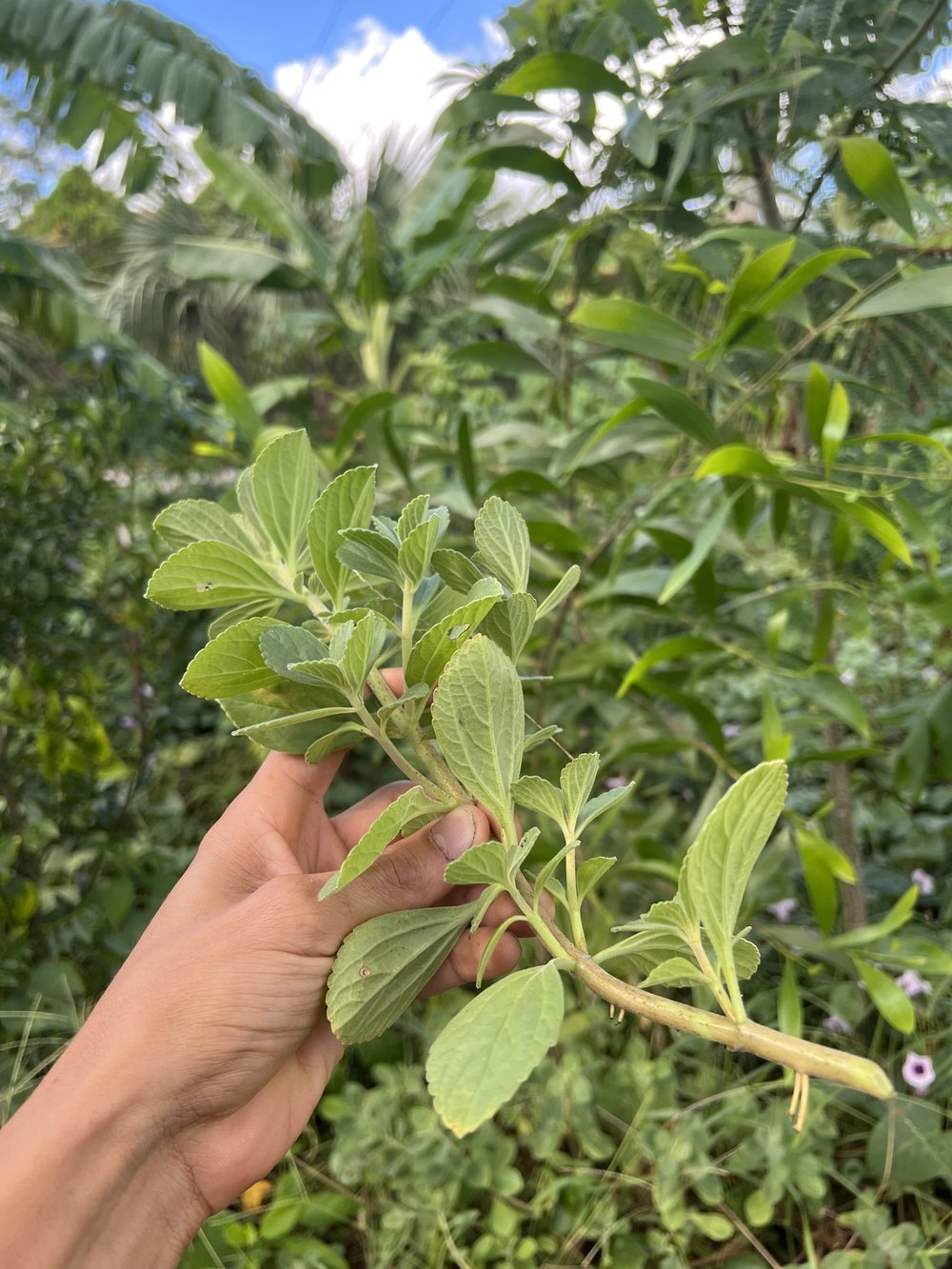 Panadol Plant/Boldo (Plectranthus sp.)  Casa Cruz Food Forest