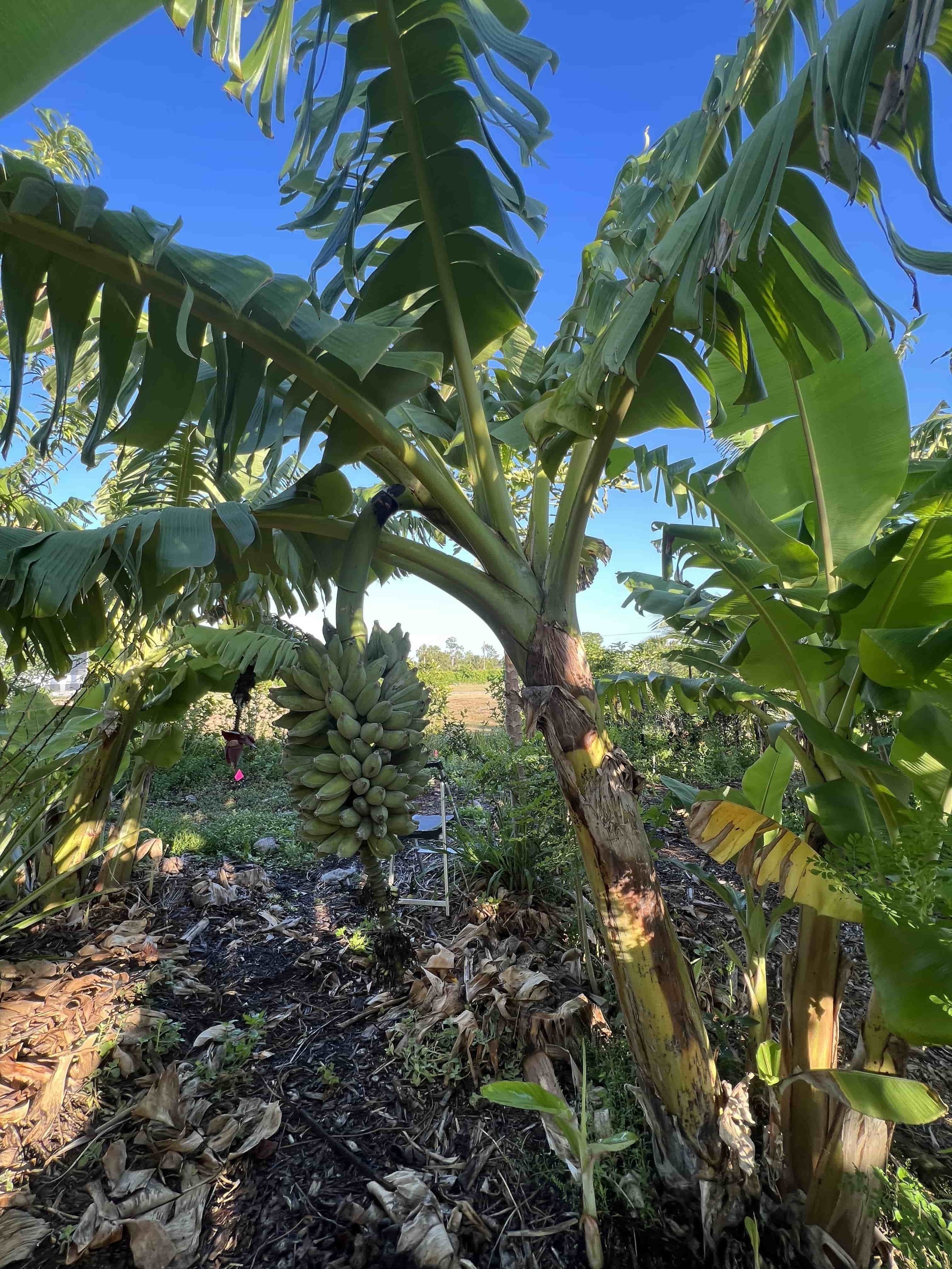 Dwarf Namwah Banana Plant