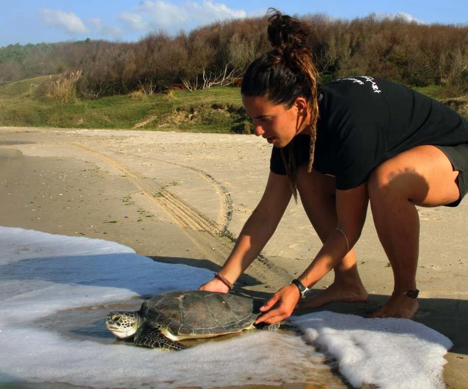 A person crouches on a sandy beach, holding a baby sea turtle as it reaches the ocean, with trees and a blue sky in the background.