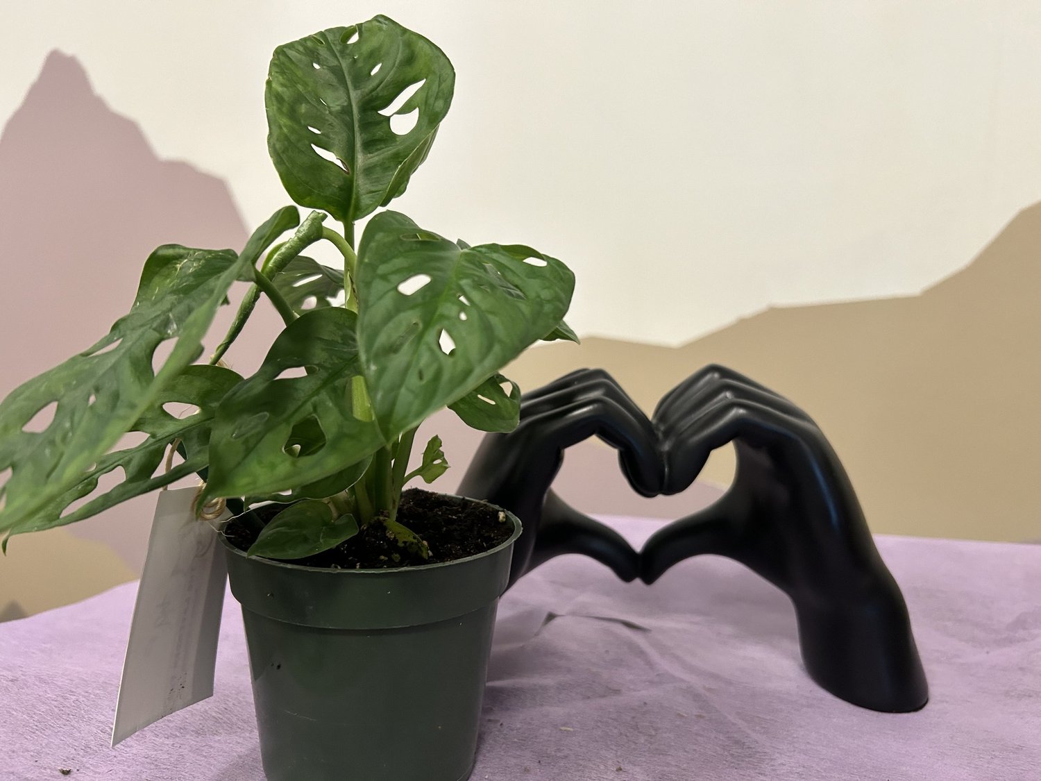 natural bug spray for indoor plants Get Rid of Bugs with a Plant Powered Bug Spray main image 1