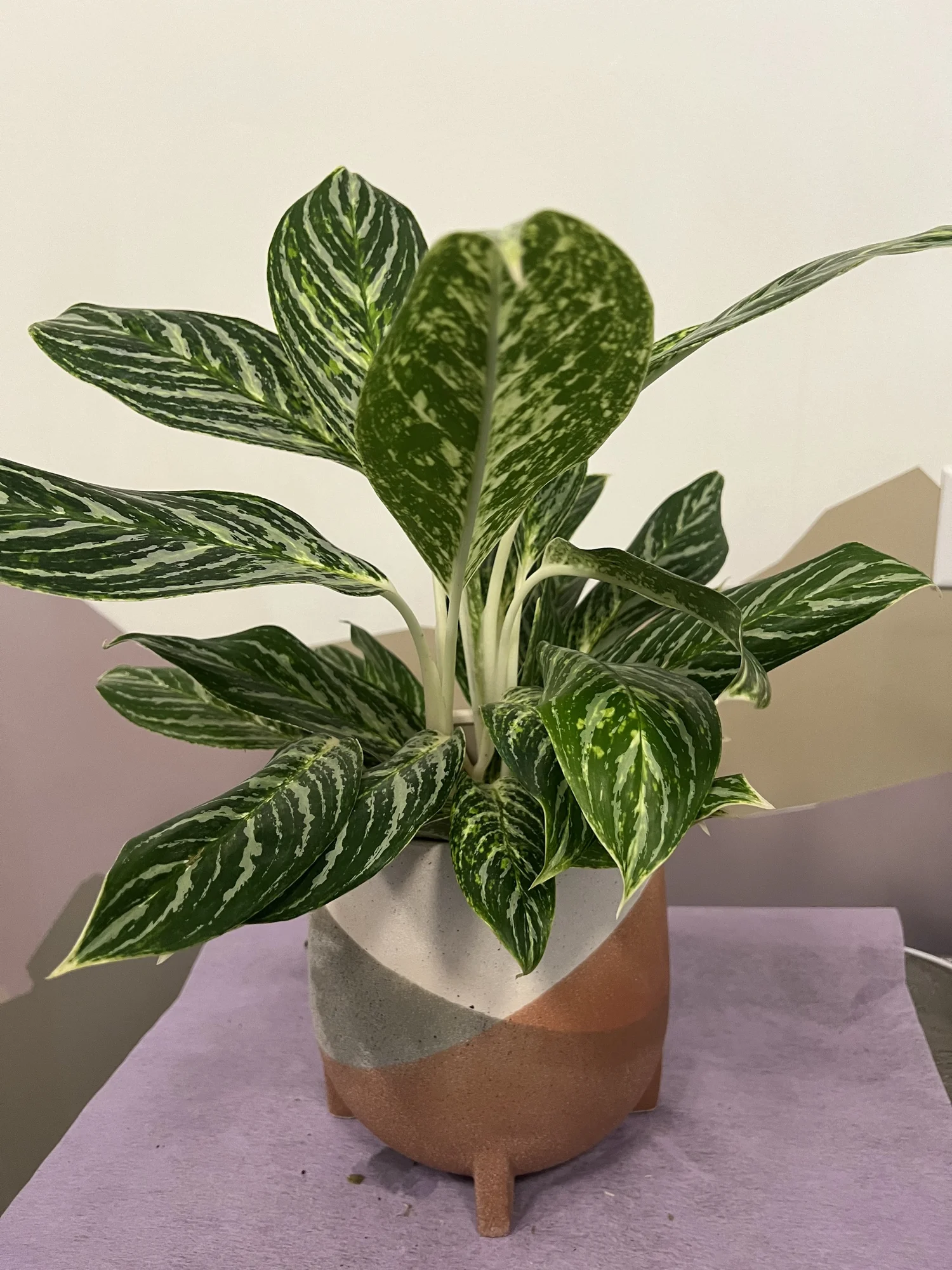 burgundy princess philodendron Philodendron Pink Princess | 12cm | Easy Care Houseplant