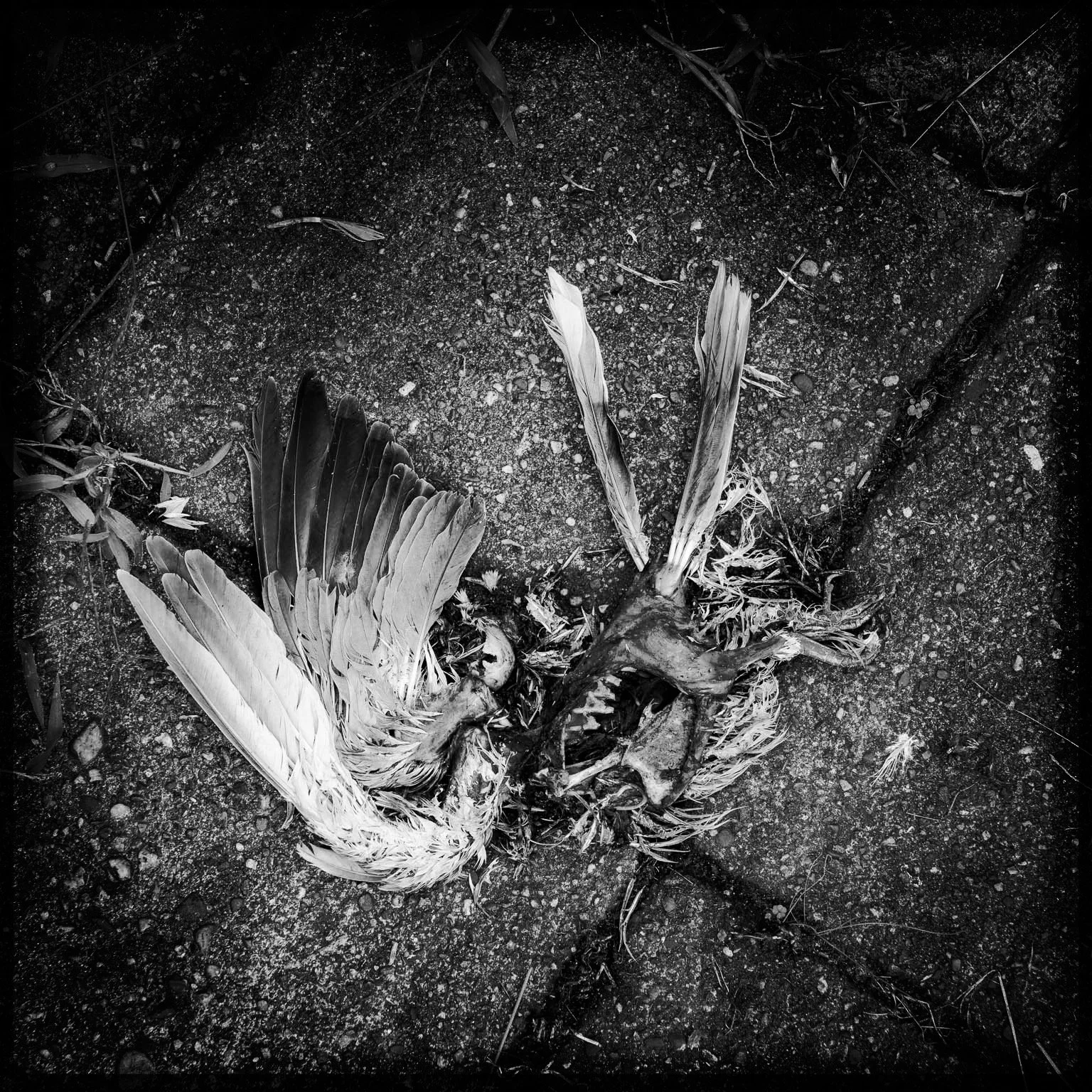 A dead bird with spread wings lying on a rough concrete surface.
