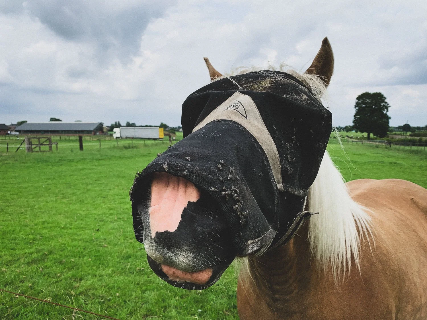 Horse wearing a fly mask in a green field with a fence and a truck in the background, cloudy sky.