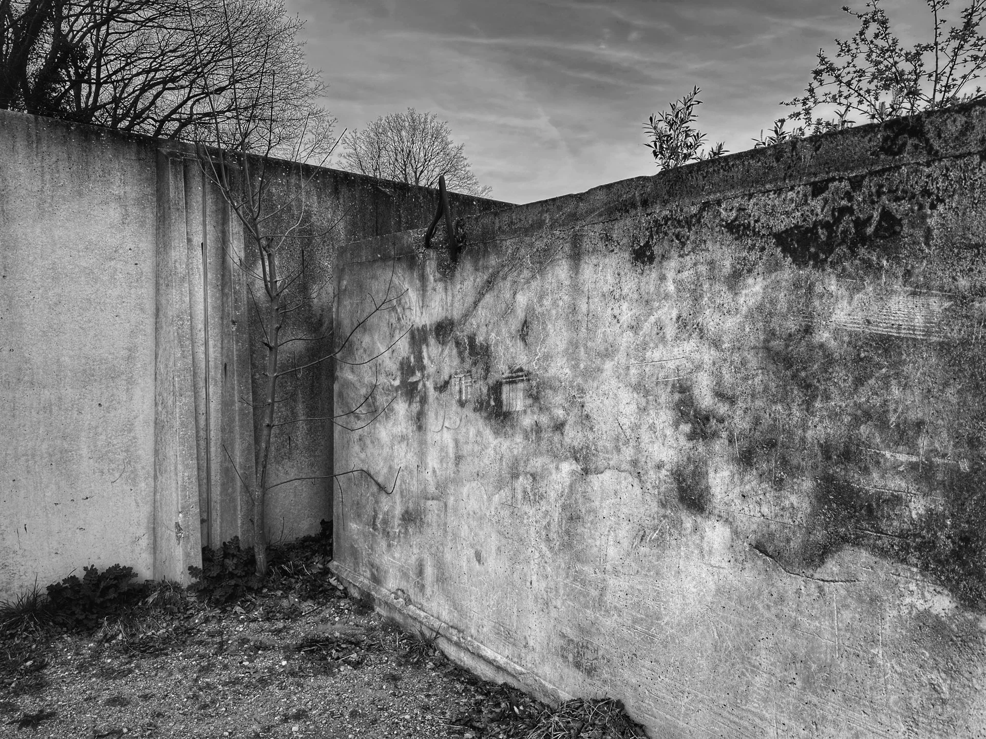 Black and white photo of a weathered concrete wall with a small tree growing beside it. The sky is mostly cloudy, and the ground is bare with some scattered plants.
