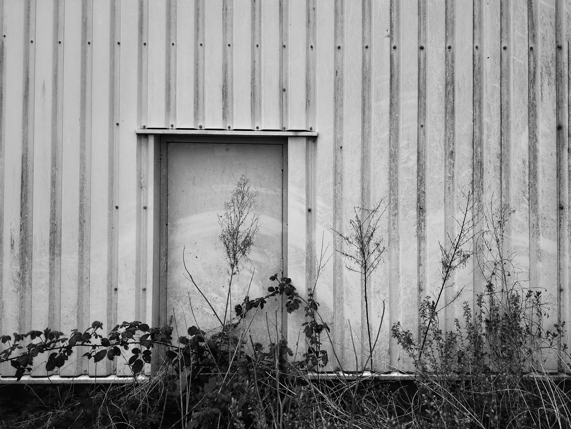 Black and white image of an old metal building with vertical paneling, a closed window with frosted glass, and overgrown plants and weeds at the base.