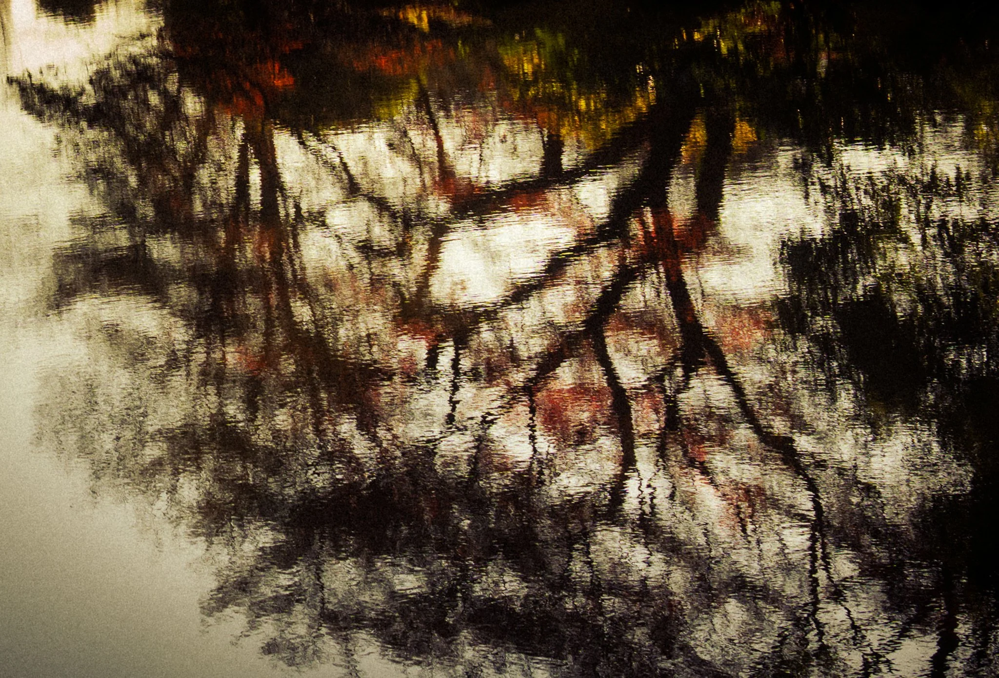 Shinjuku National Gardens - branches reflection abstract.jpg