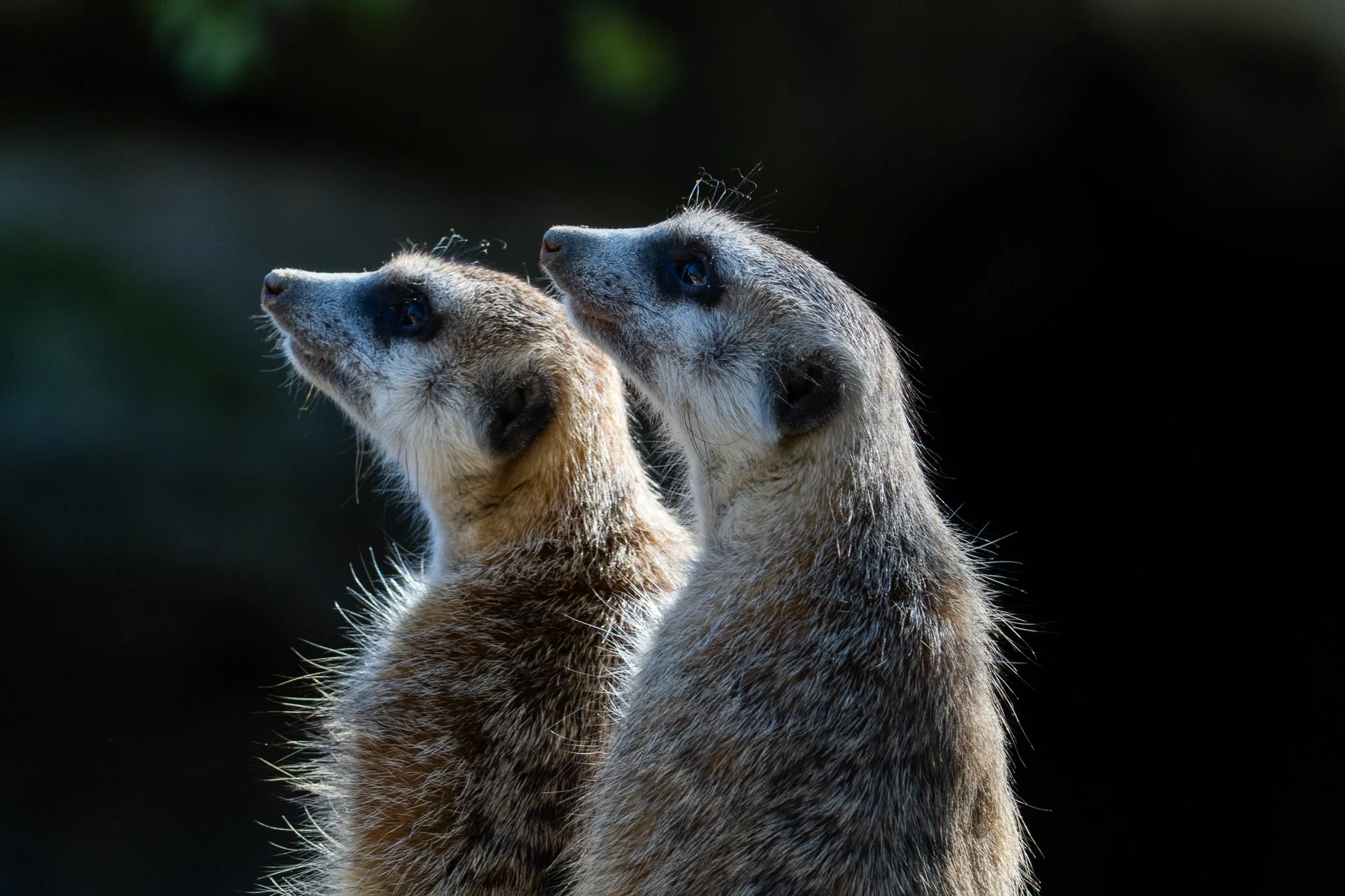 Meerkat 1.jpg