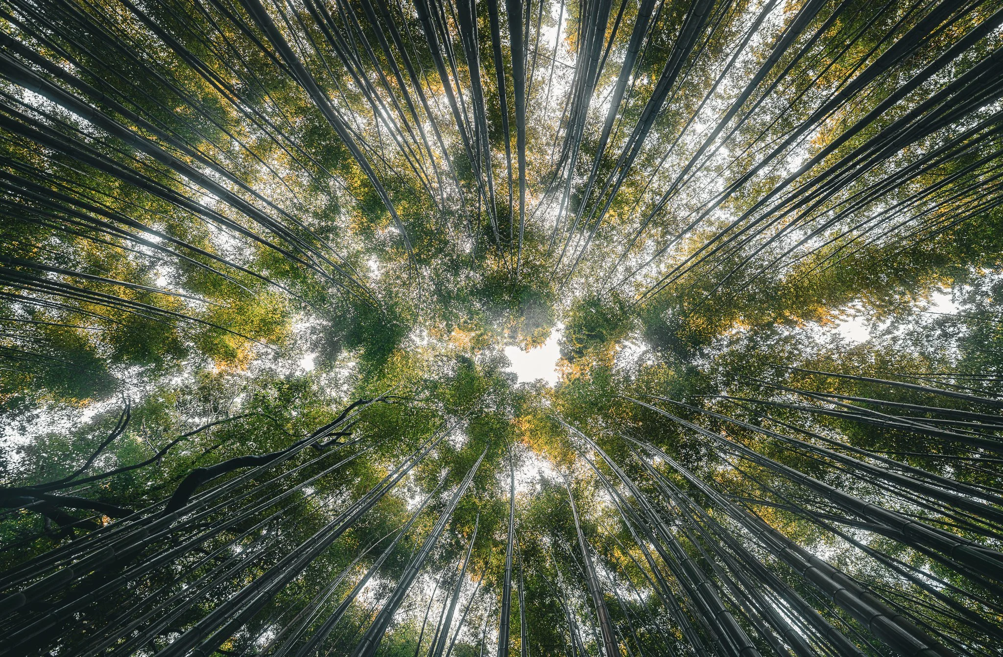 Arashiyama bamboo forest 7 - 16mm.jpg