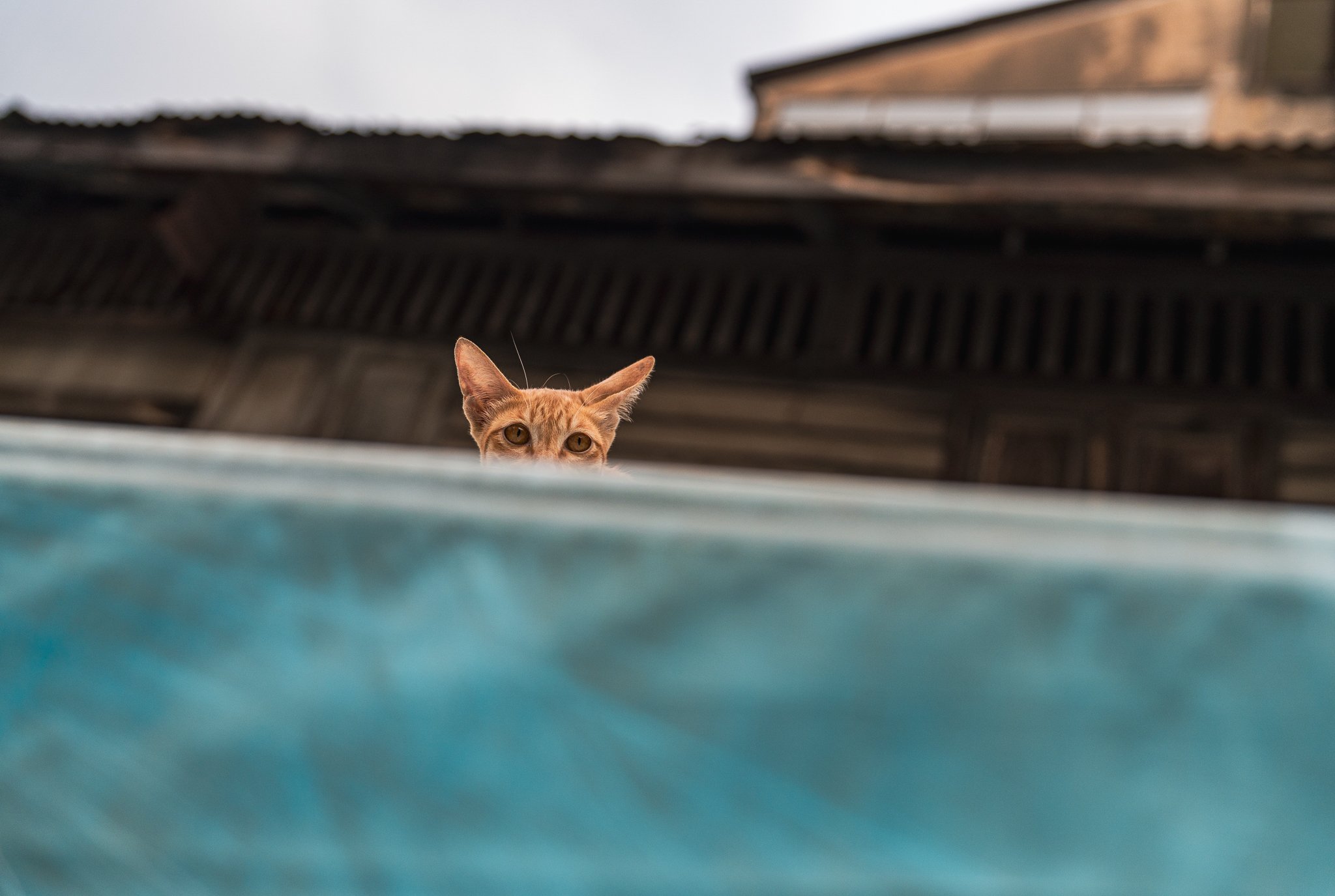 Rooftop cat.jpg