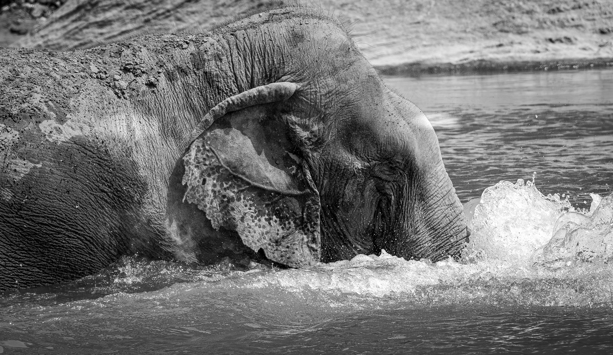Elephant Sanctuary - Elephant swimming.jpg