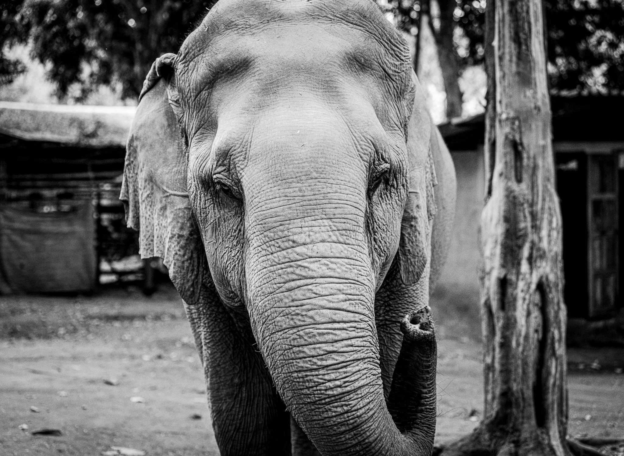 Elephant Sanctuary - Elephant with curved trunk black and white.jpg