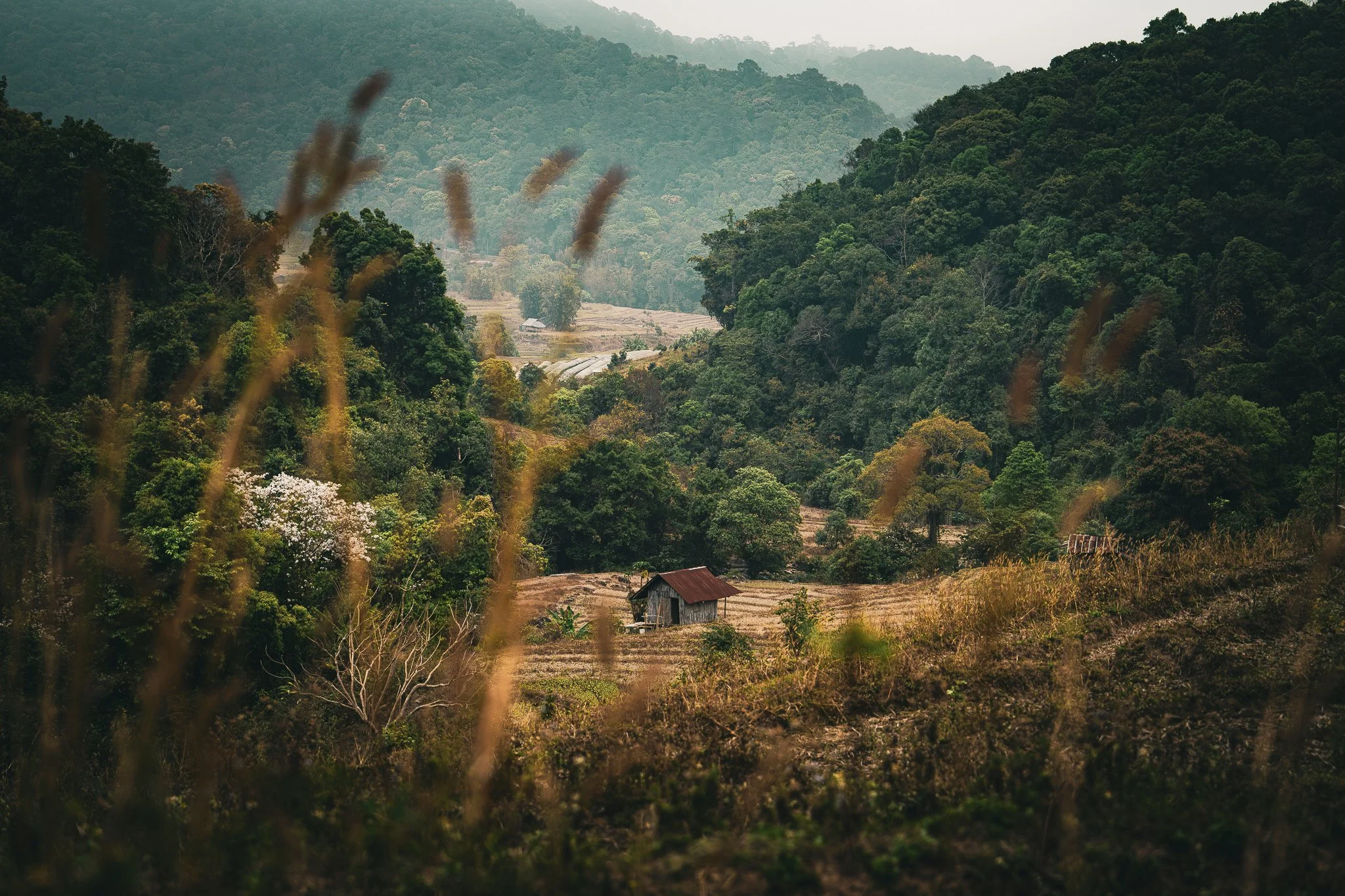 Northern Thailand - shed in the background.jpg