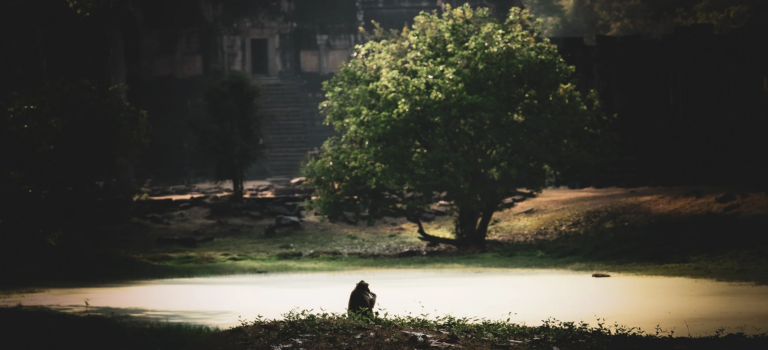 Monkey in deep thought by Baphoun temple.jpg