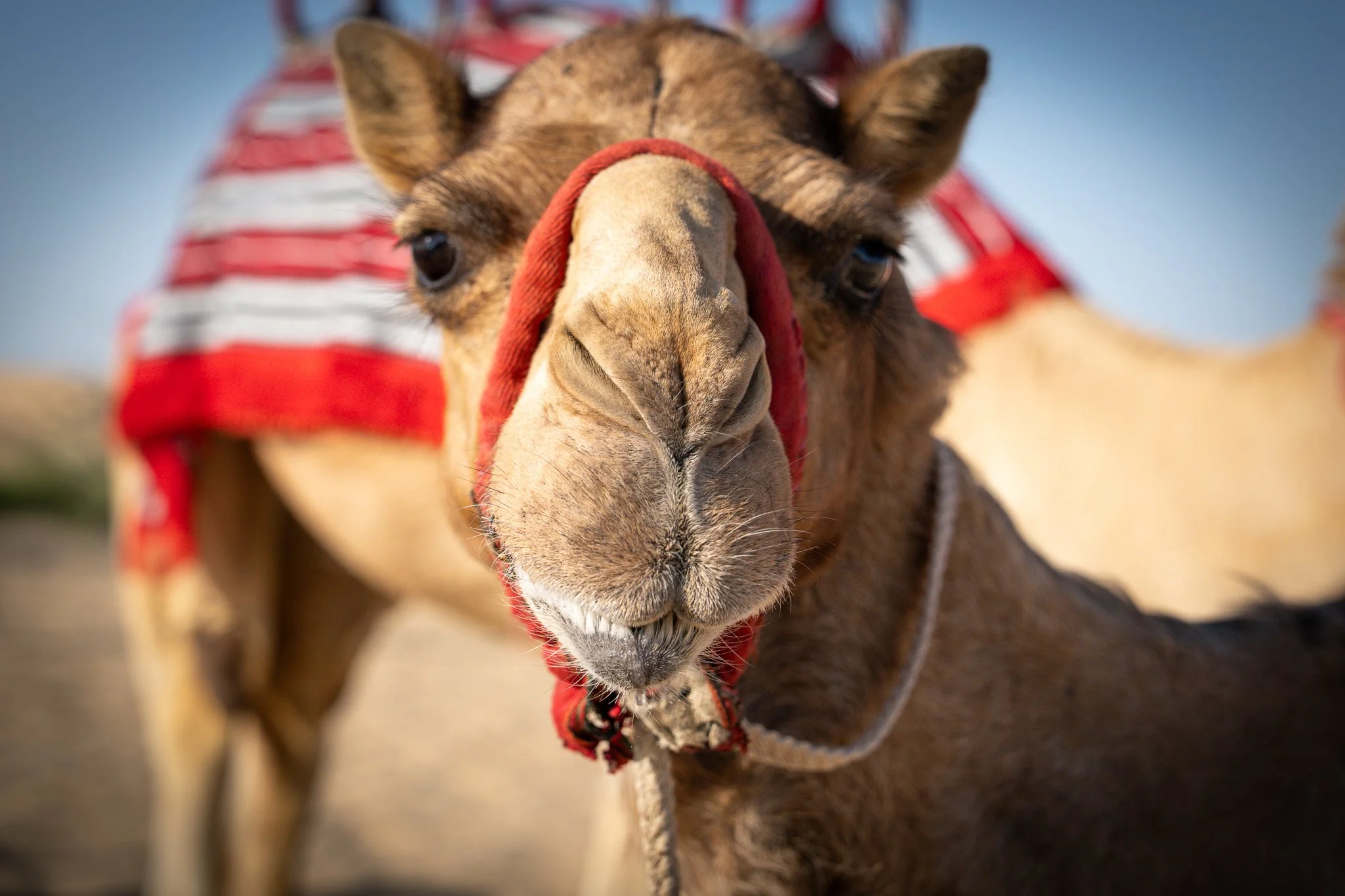 Camel.jpg