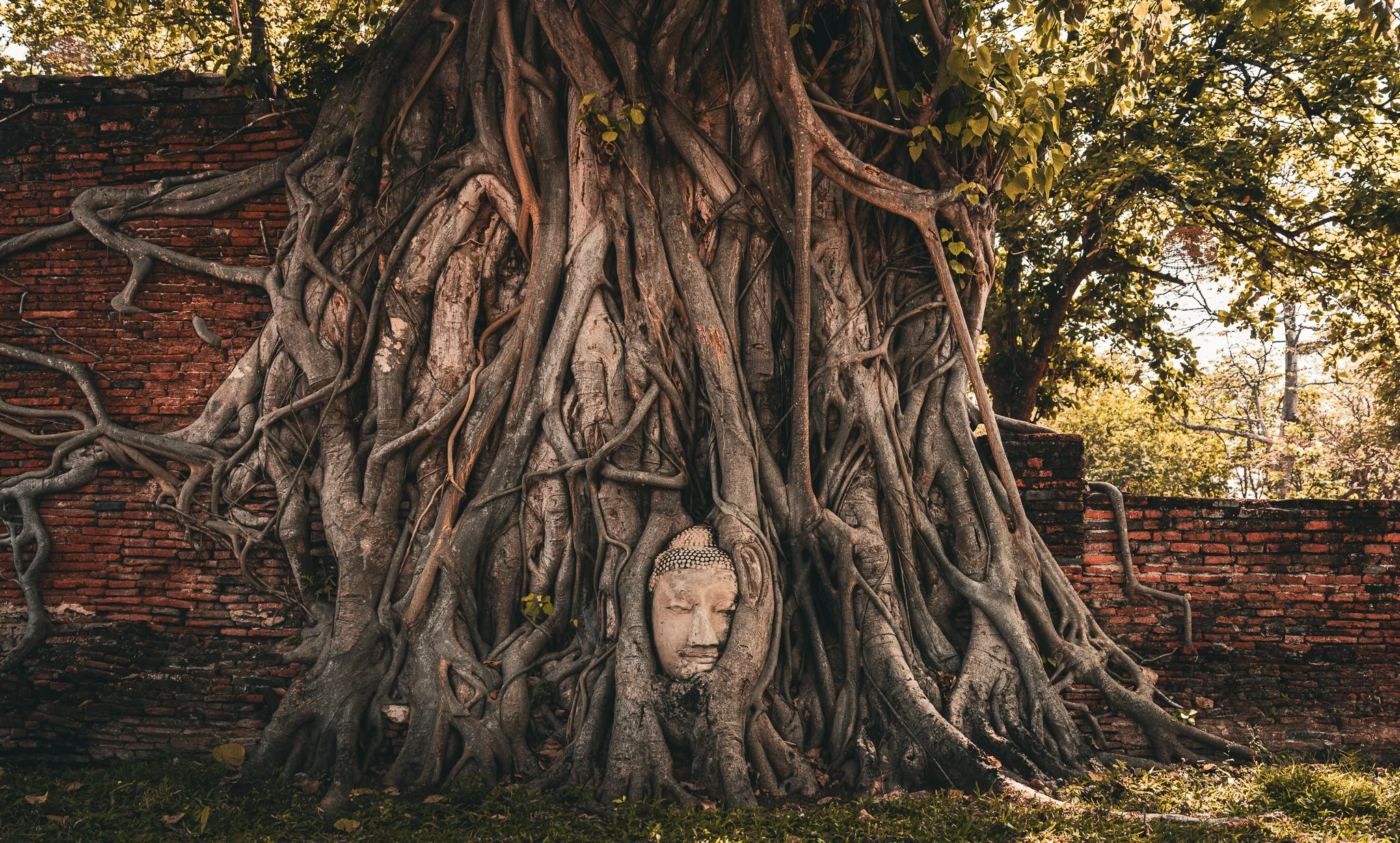 Wat Phra Ram- Buddha in tree roots.jpg