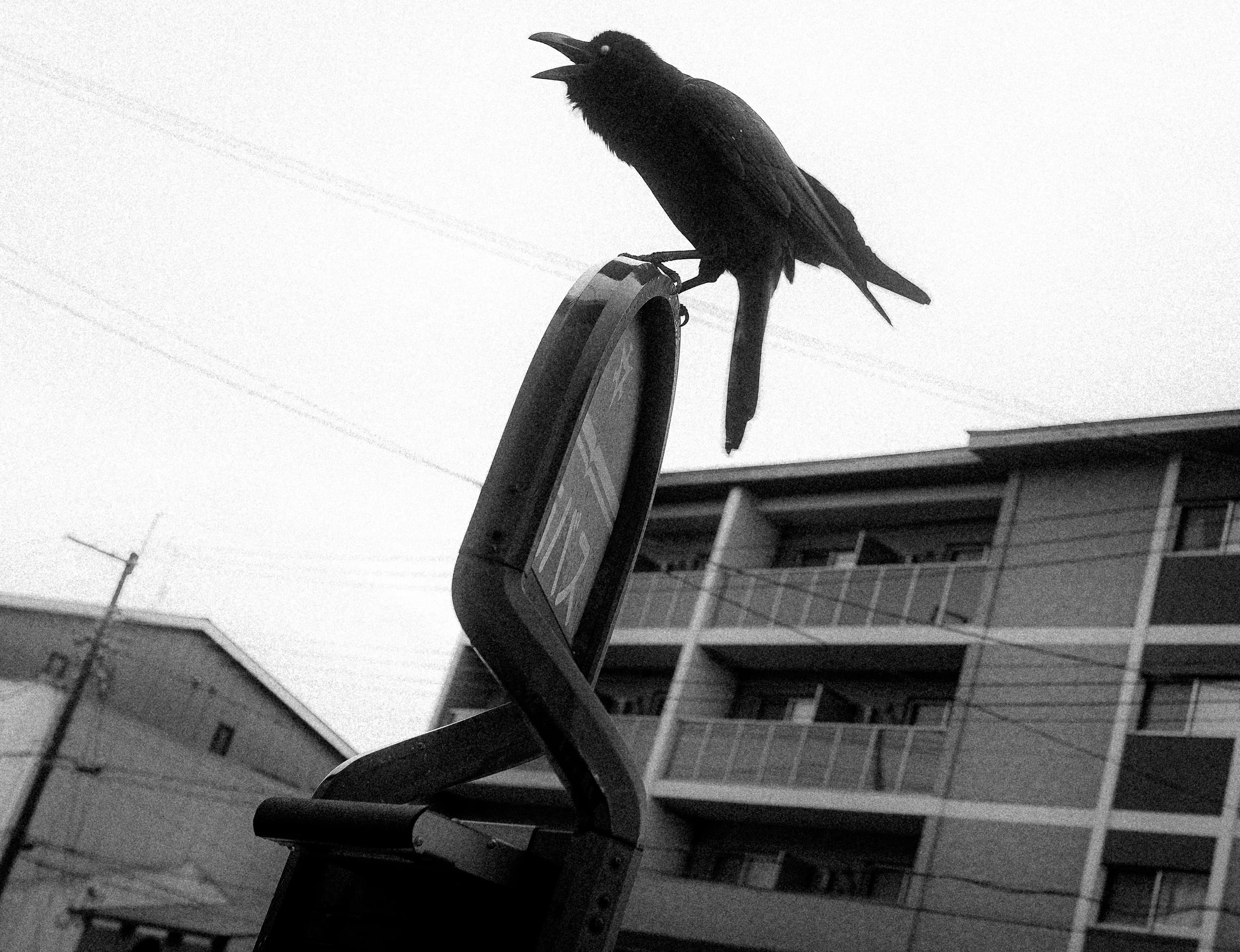Kyoto crow.jpg
