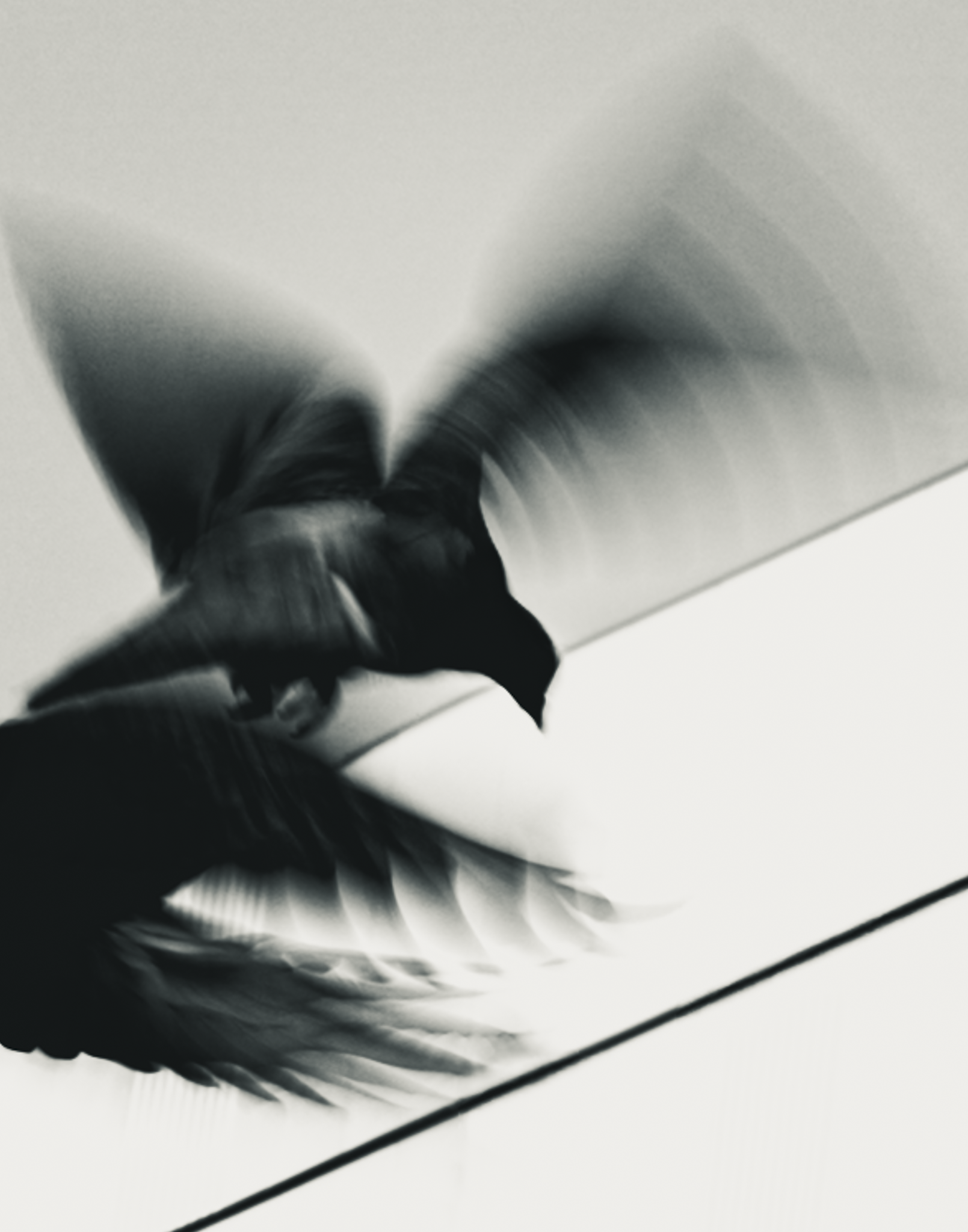 Tokyo pigeons abstract - black and white.png