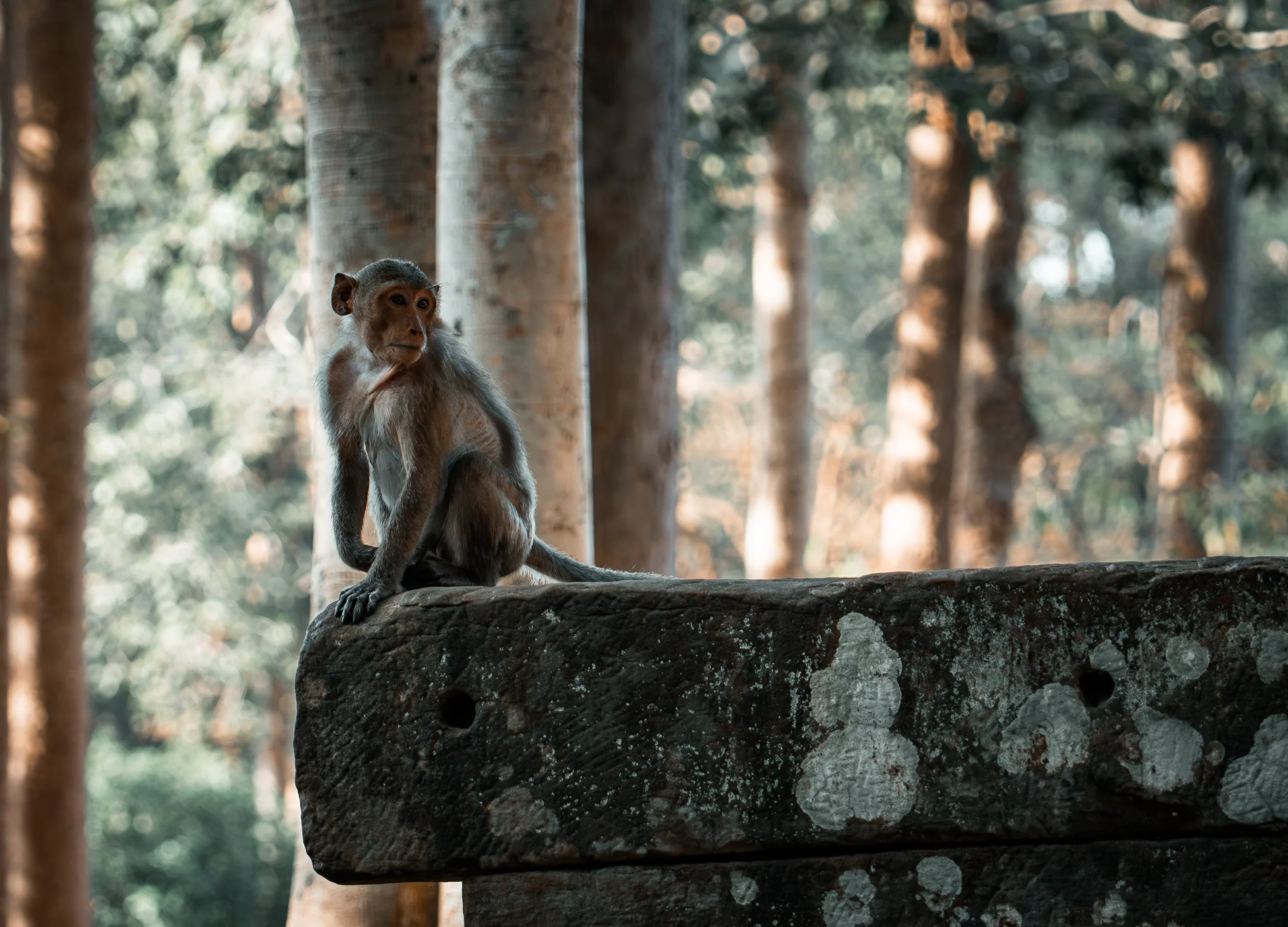 Bayon Temple - monkey on stone.jpg