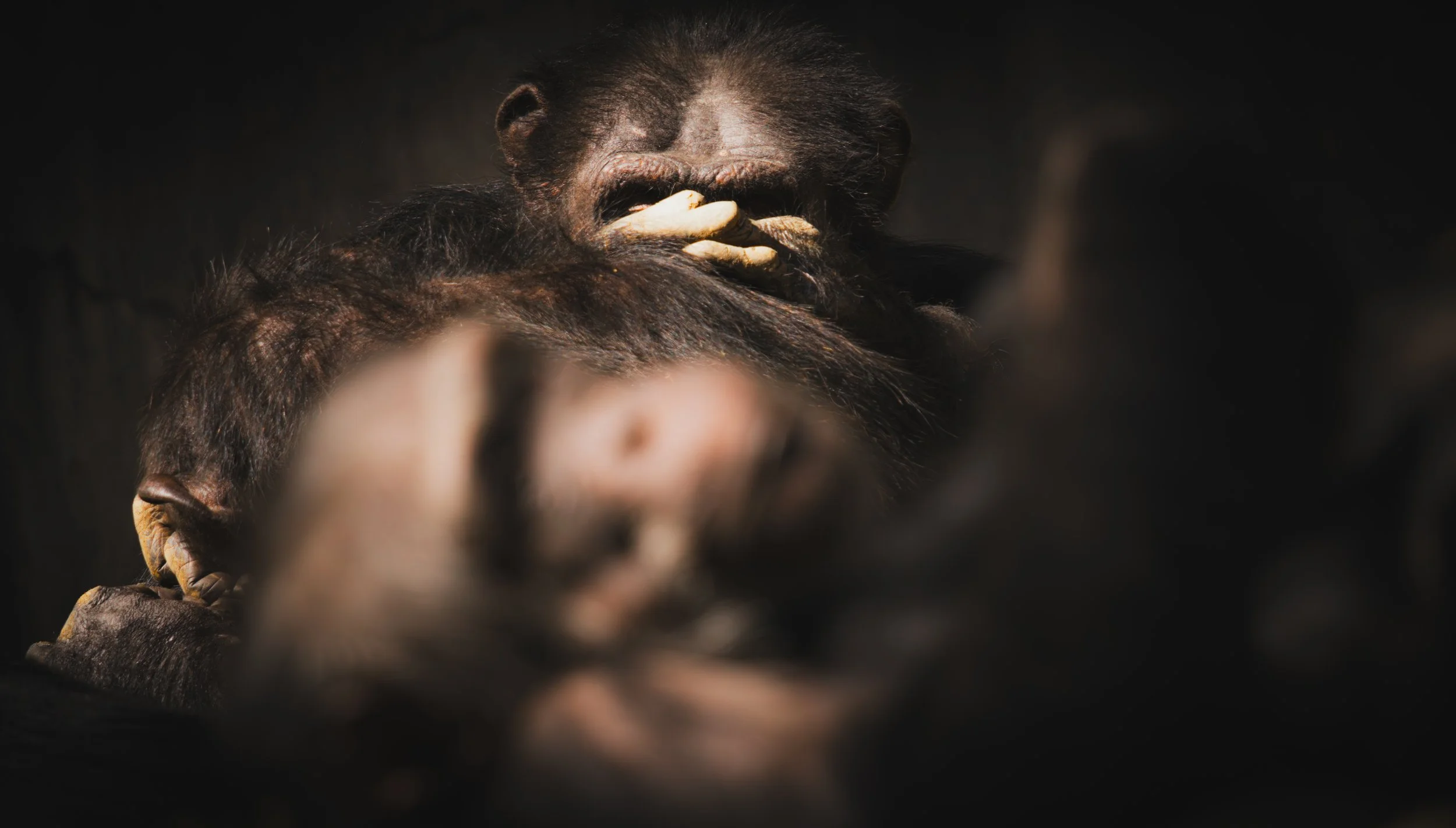 Kubrick Chimps.jpg