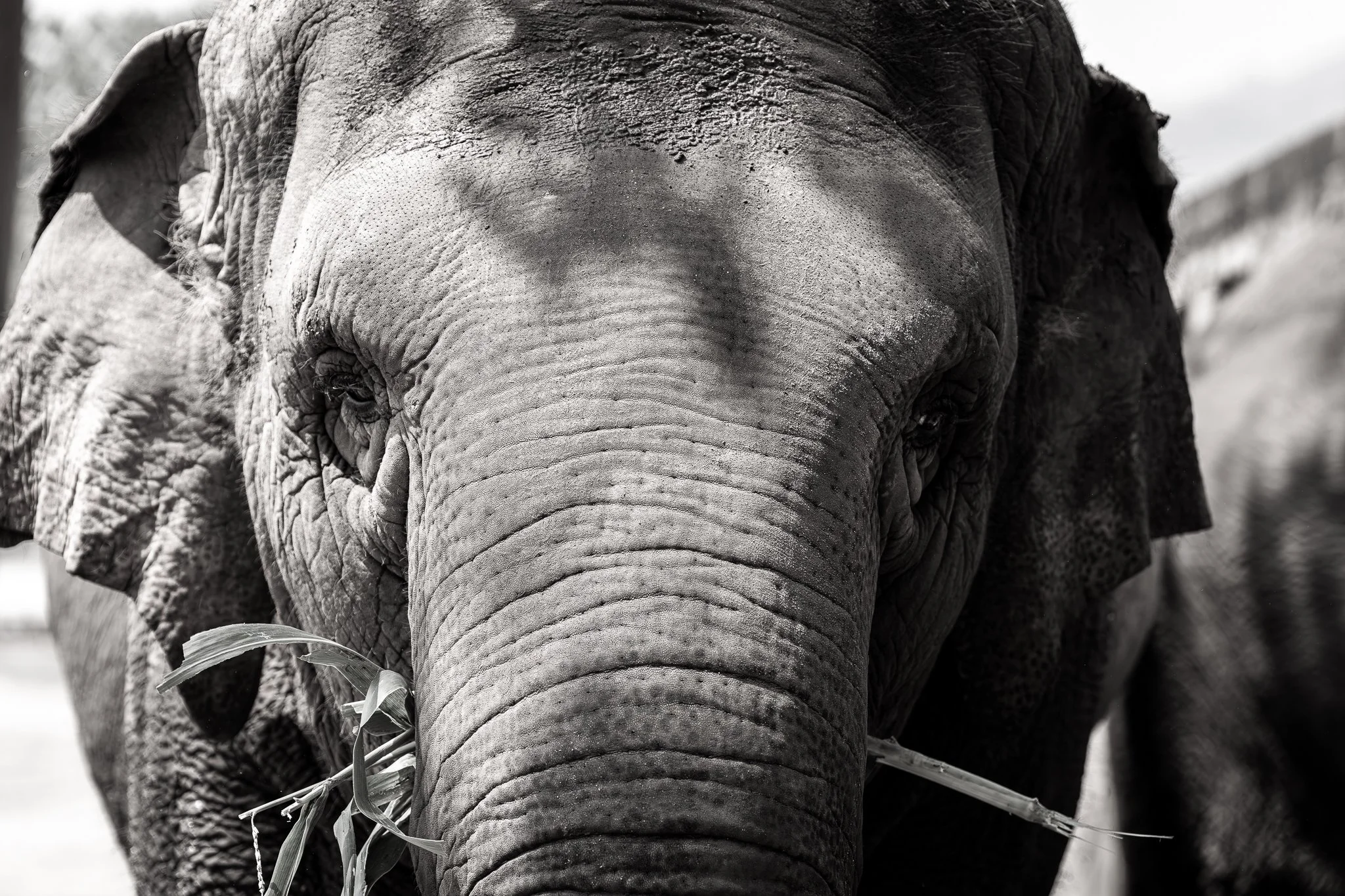Elephant Sanctuary - Elephant closeup.jpg