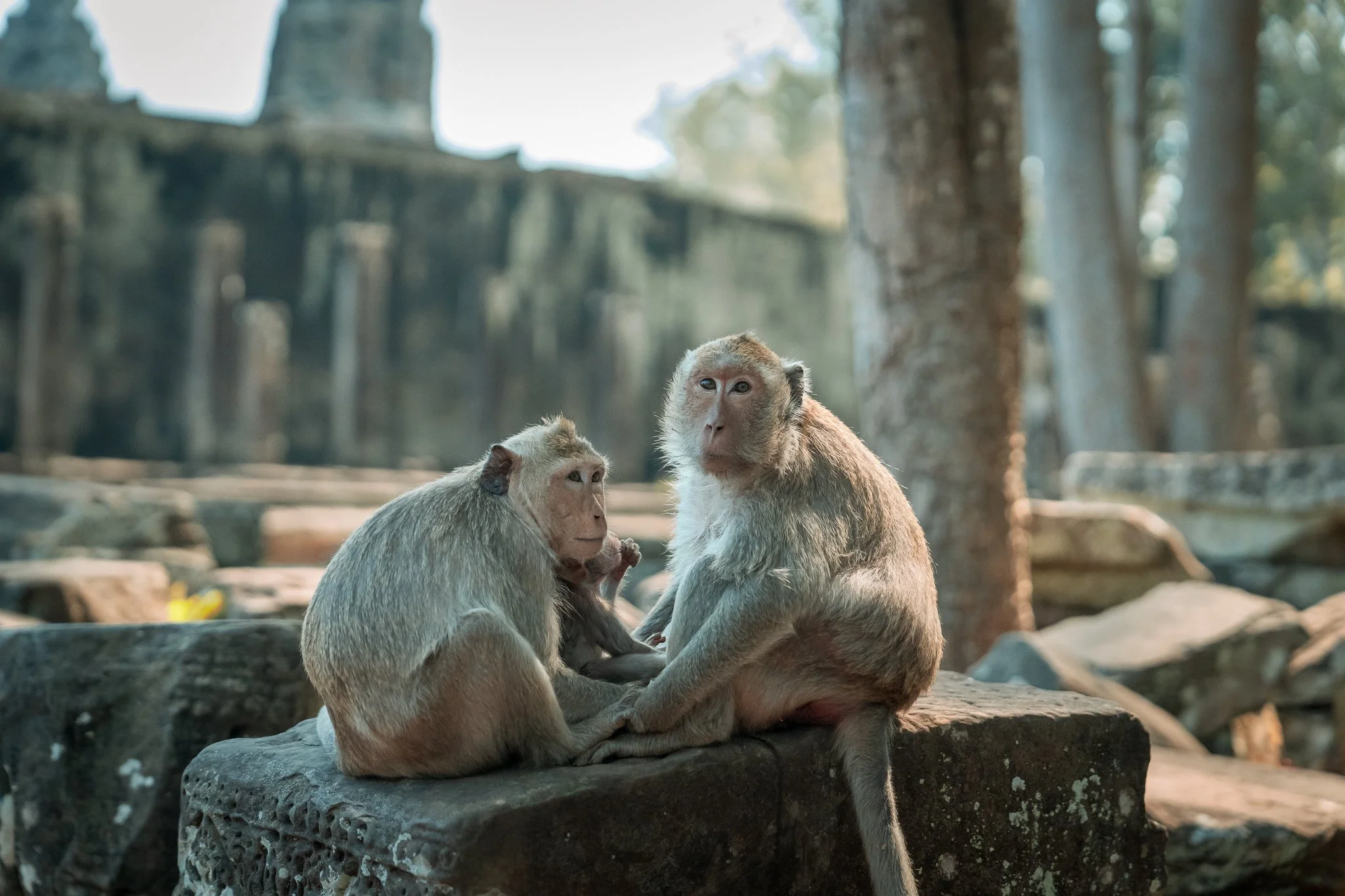 Monkeys - close up.jpg