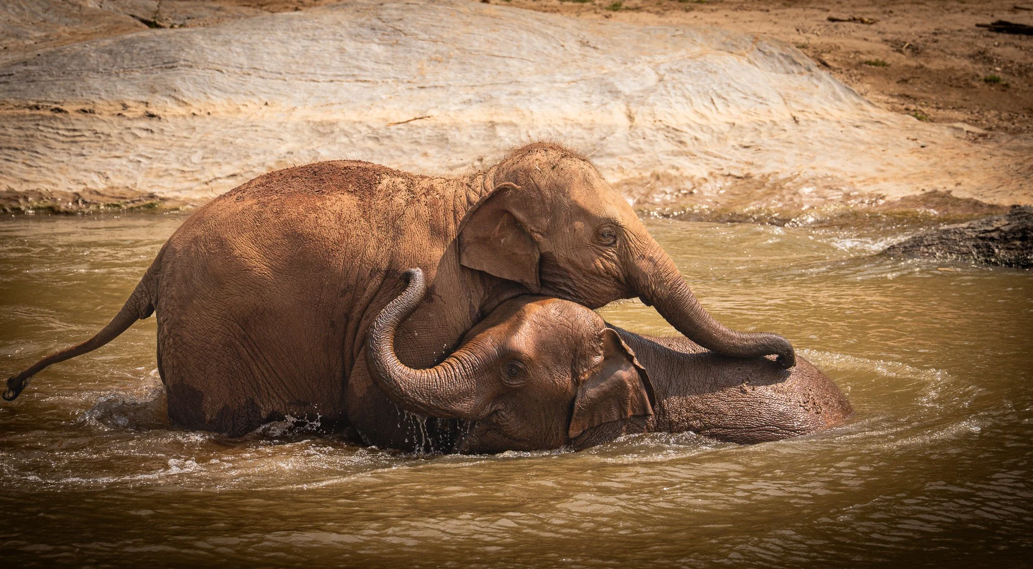 Elephant Sanctuary - Elephants bathing together.jpg