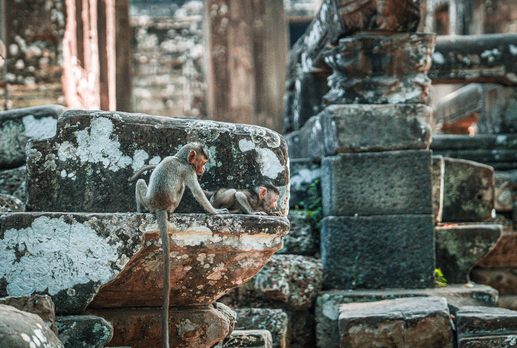 Monkeys - brotherly encouragement.jpg