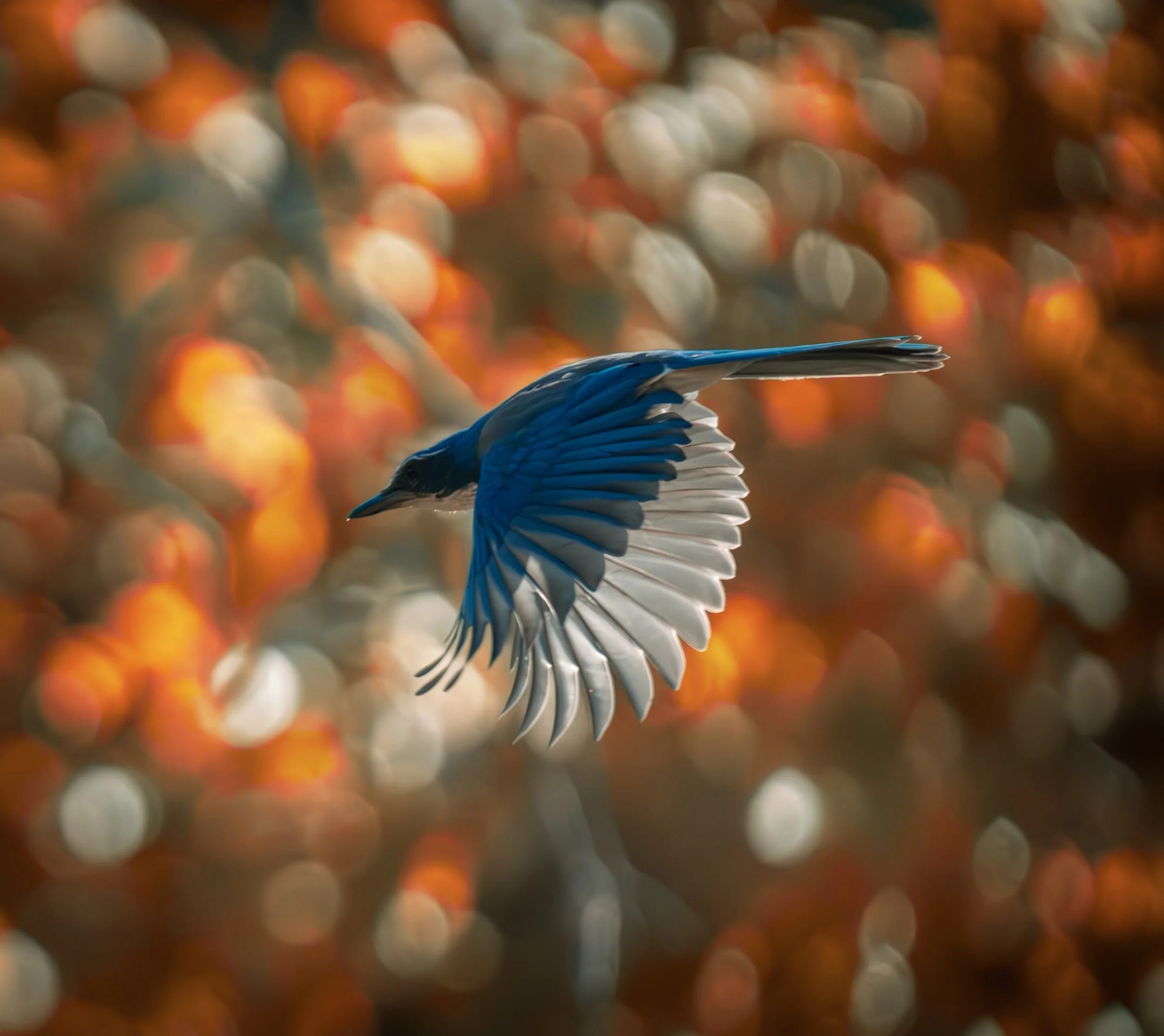 Santa Monica Blue Jay.jpg