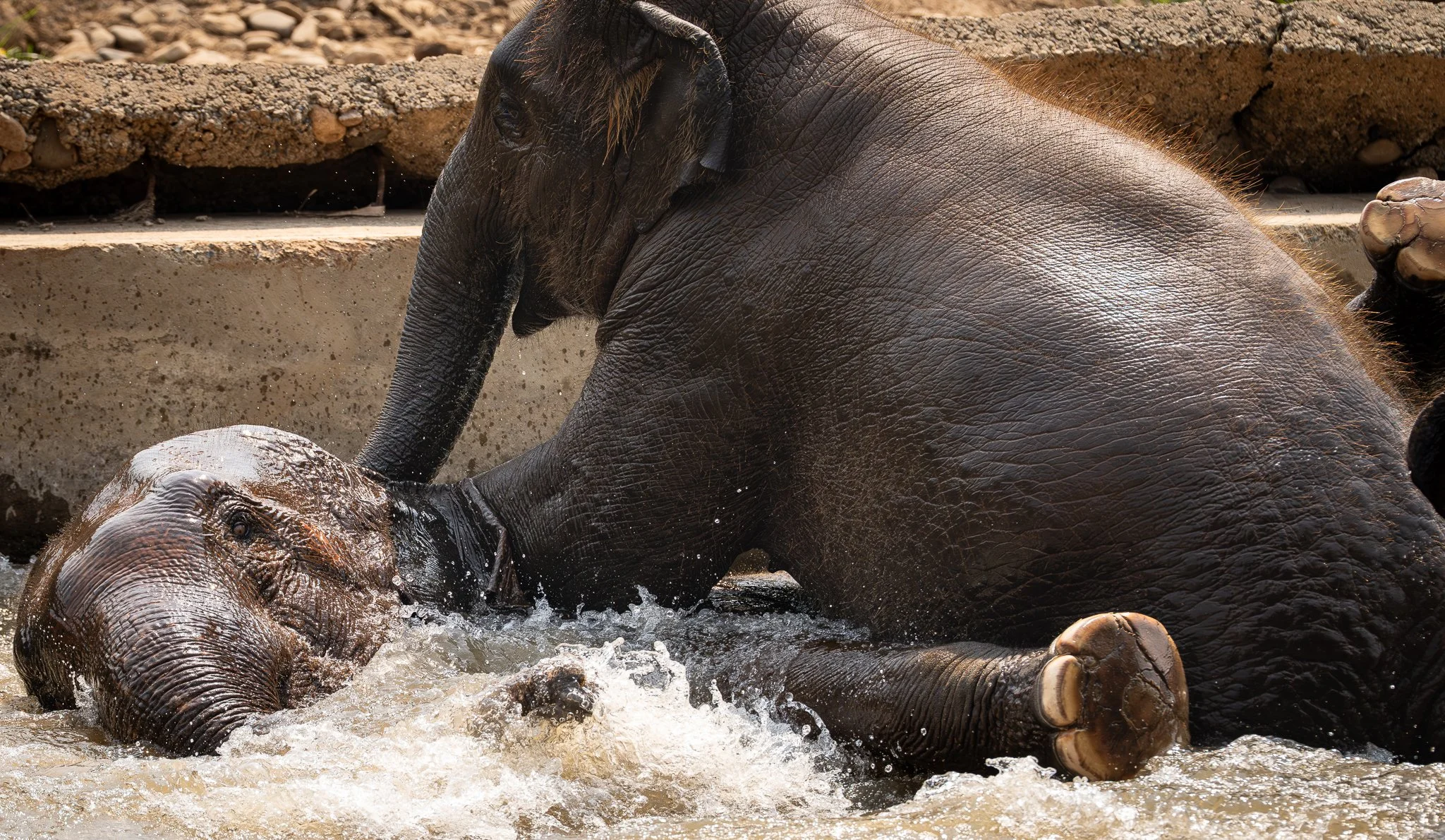 Elephant Sanctuary - Bath time.jpg