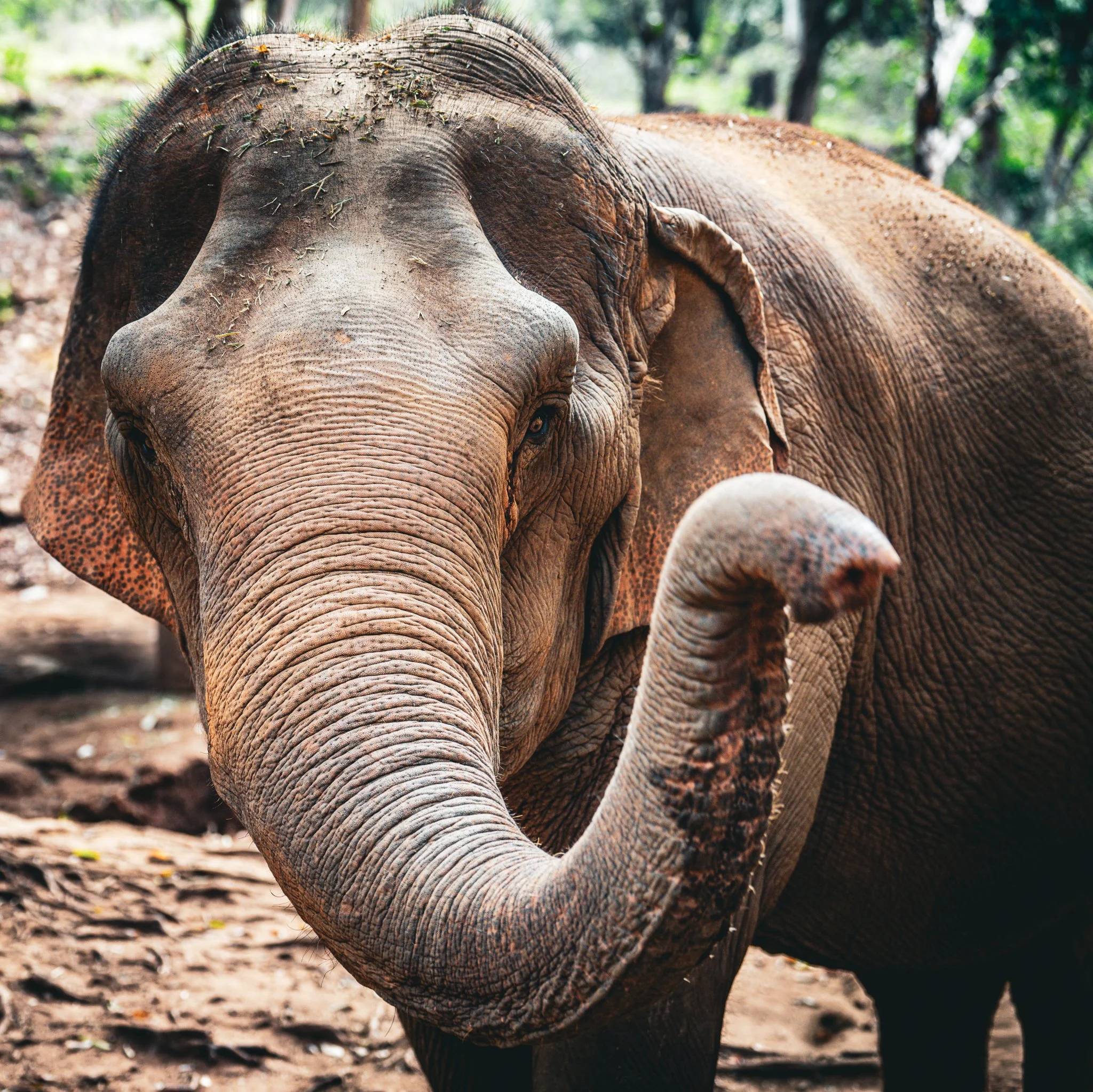Elephant Sanctuary - Hail Human.jpg