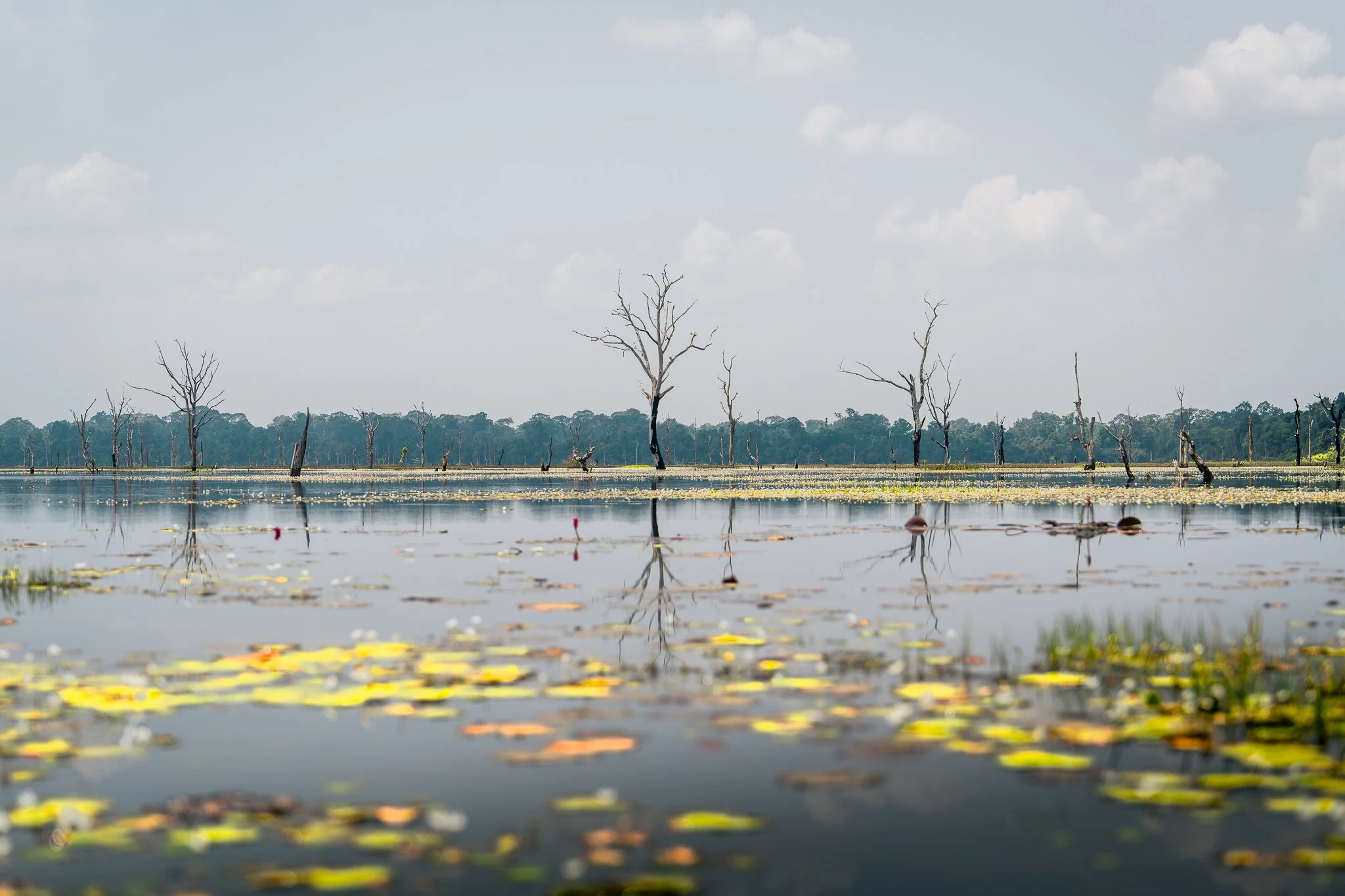 Jaytataka - at water level looking at dead tree.jpg