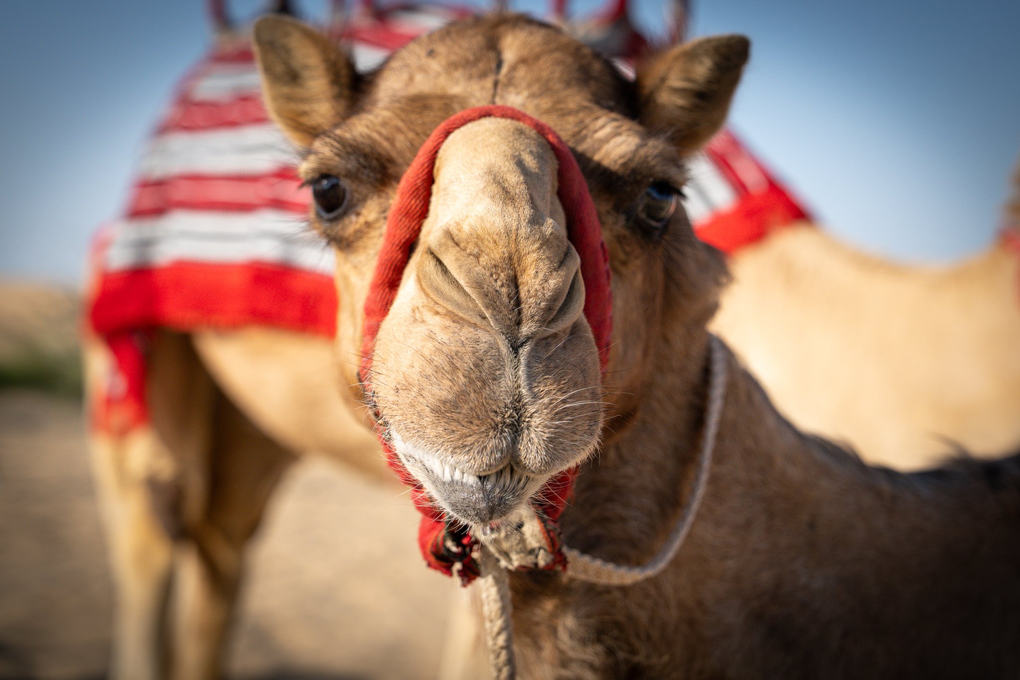 Camel.jpg