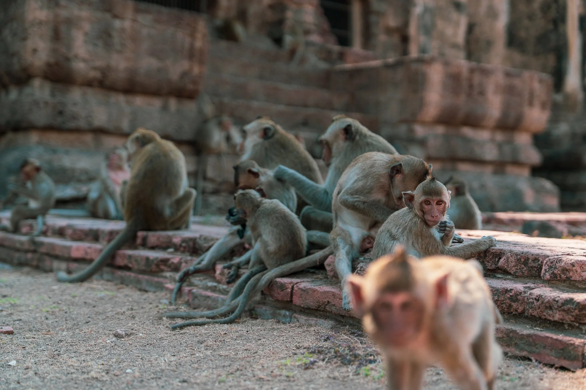 Phra Prang Sam Yot - Curious monkey.jpg