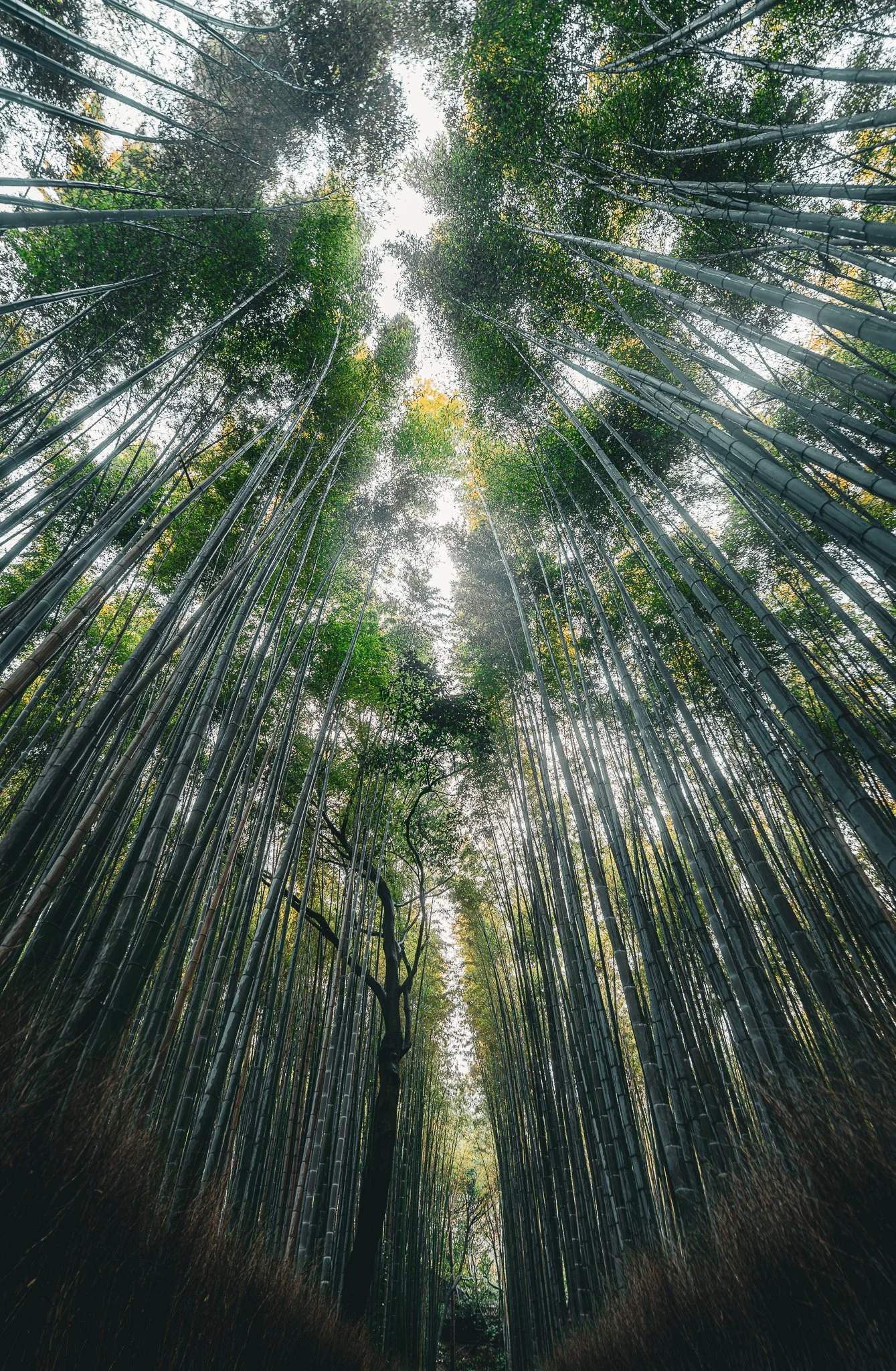 Arashiyama bamboo forest.jpg