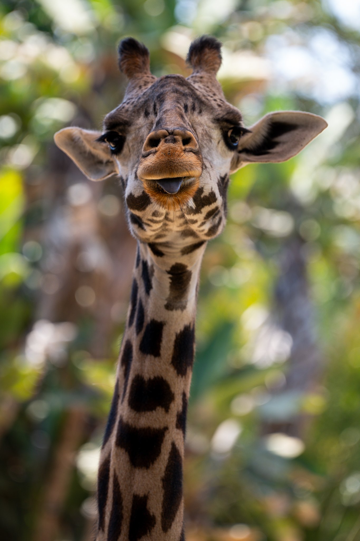 Giraffe.jpg