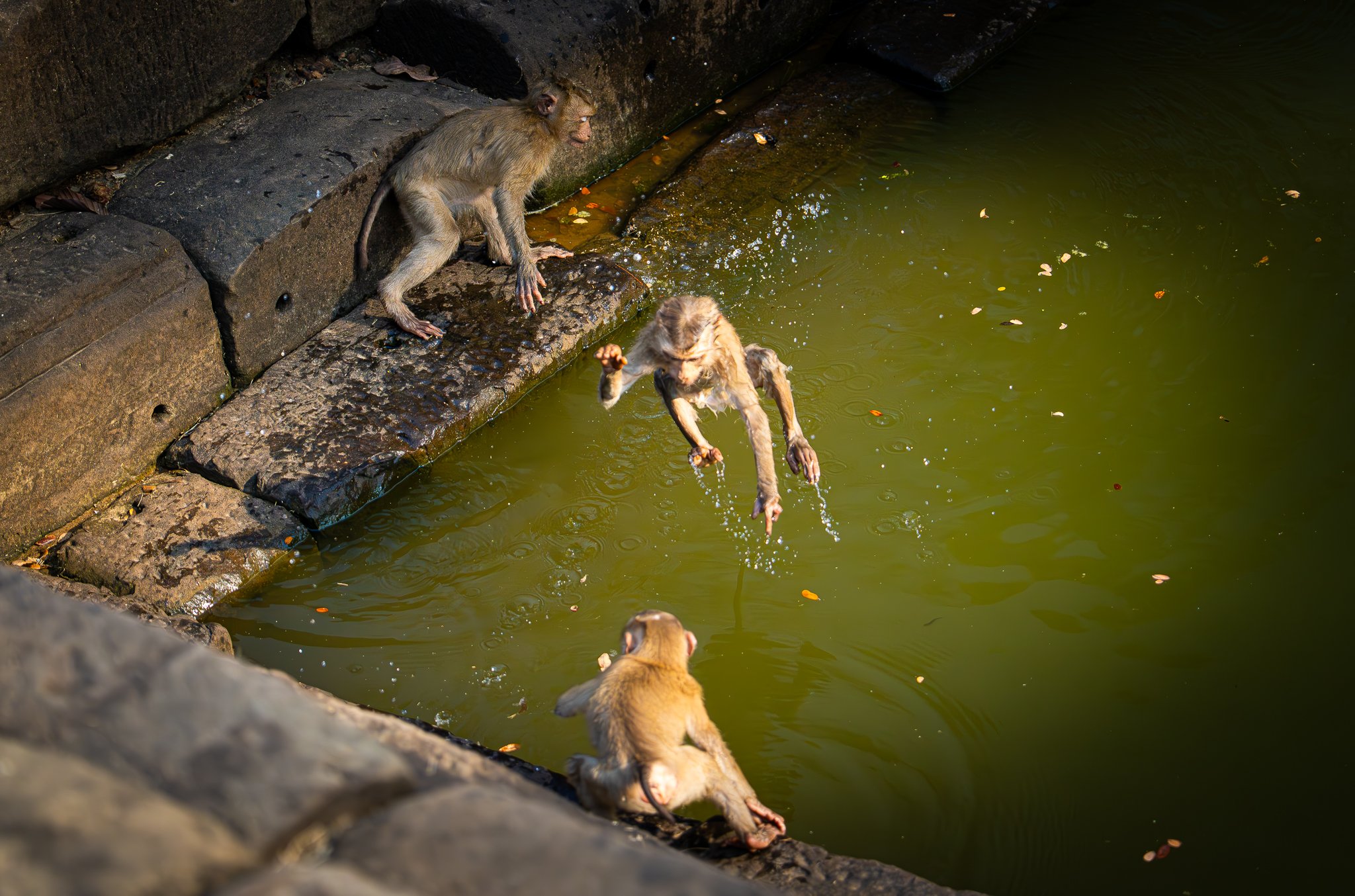 Kung Fu monkey.jpg