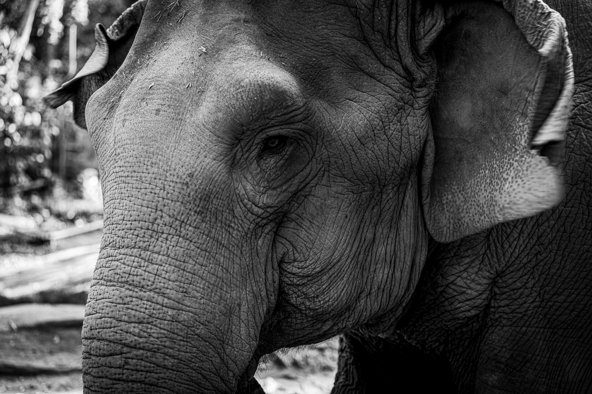 Elephant Sanctuary - Elephant black and white up close.jpg