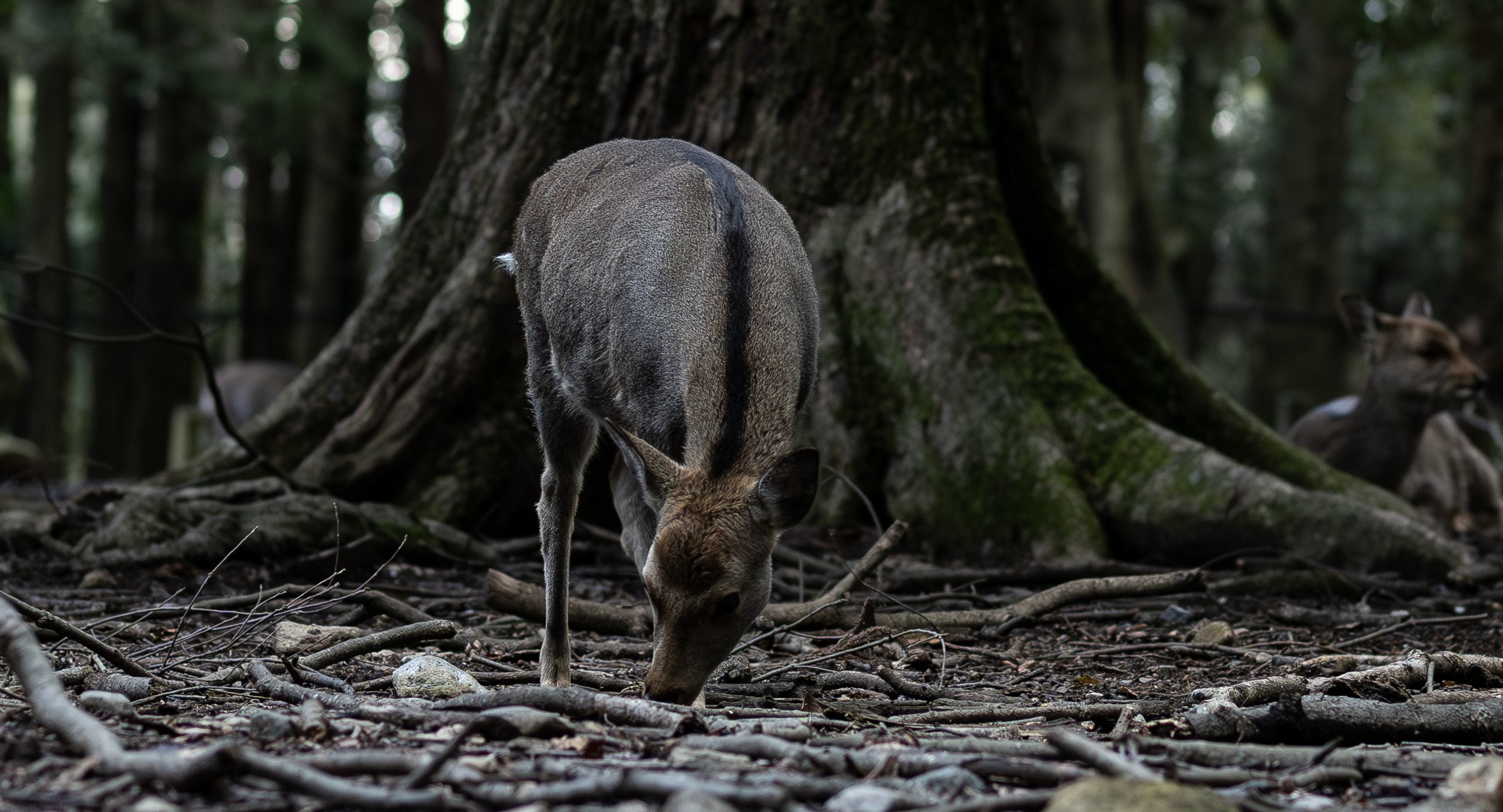 Nara deer foraging.jpg