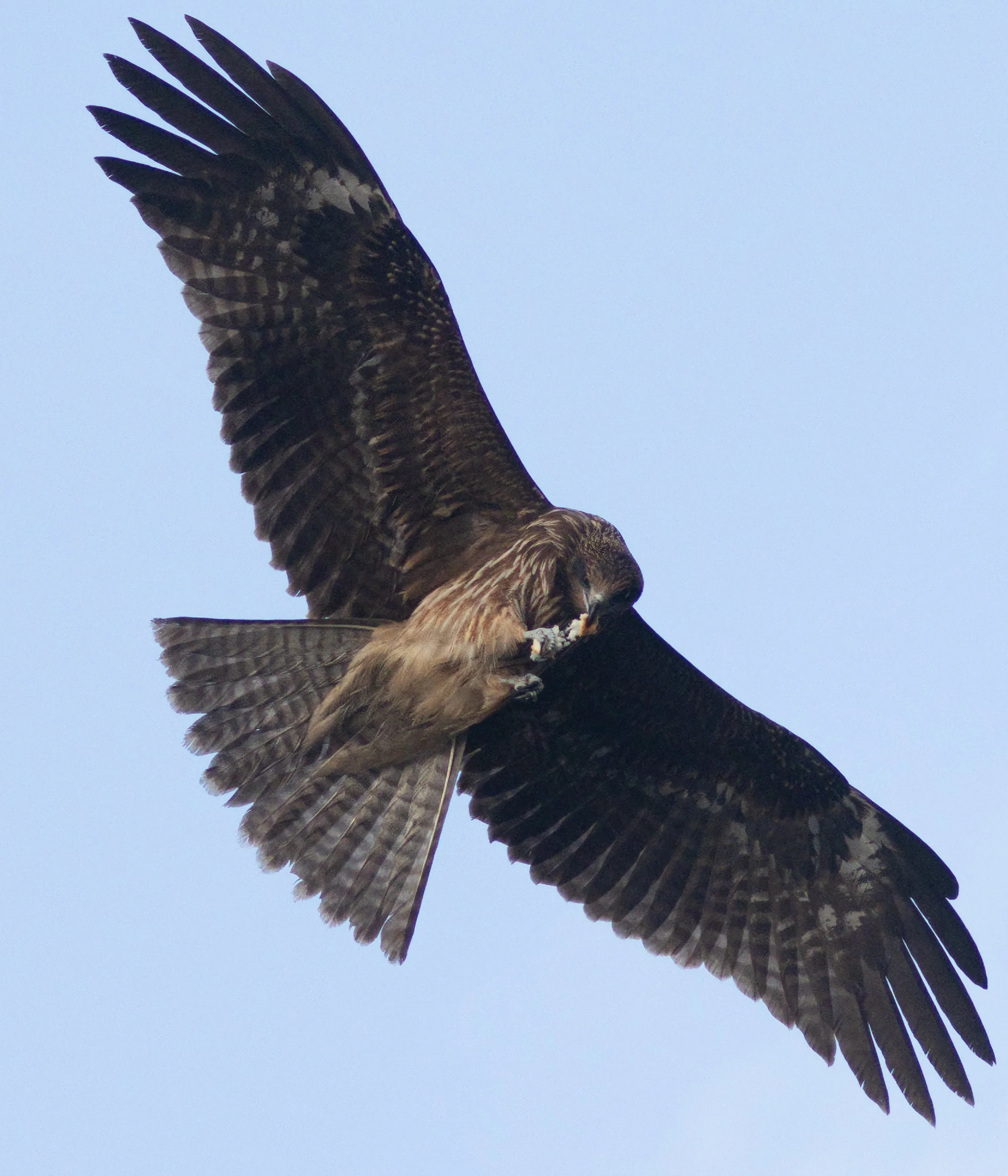 Black Kite.jpg