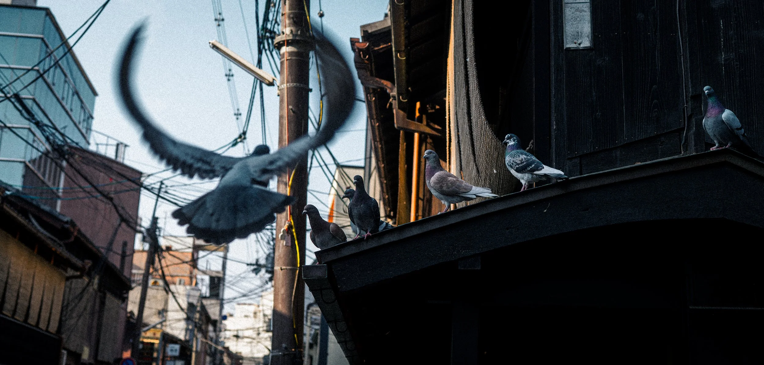 Bird in flight.jpg