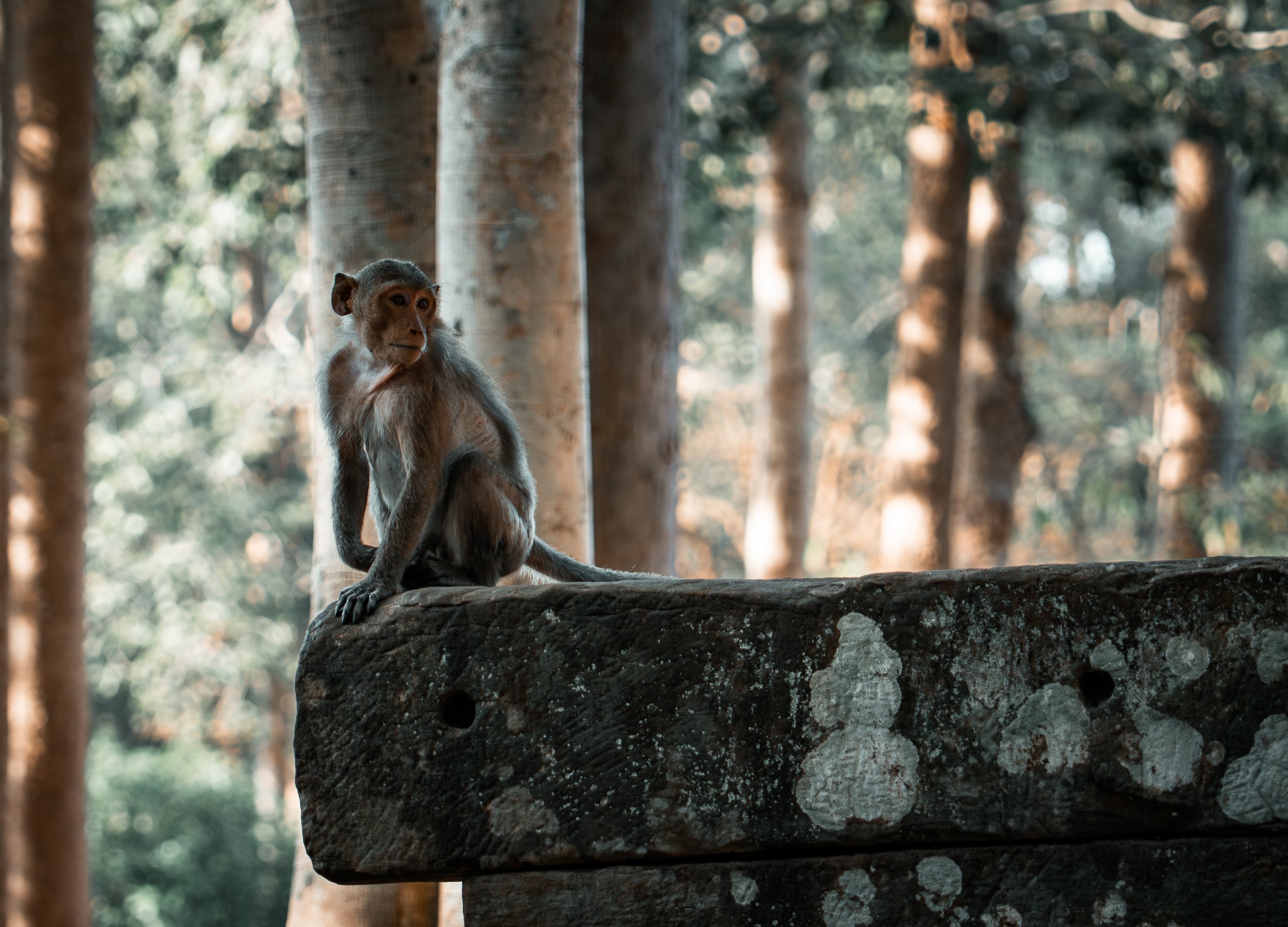Bayon Temple - monkey on stone.jpg