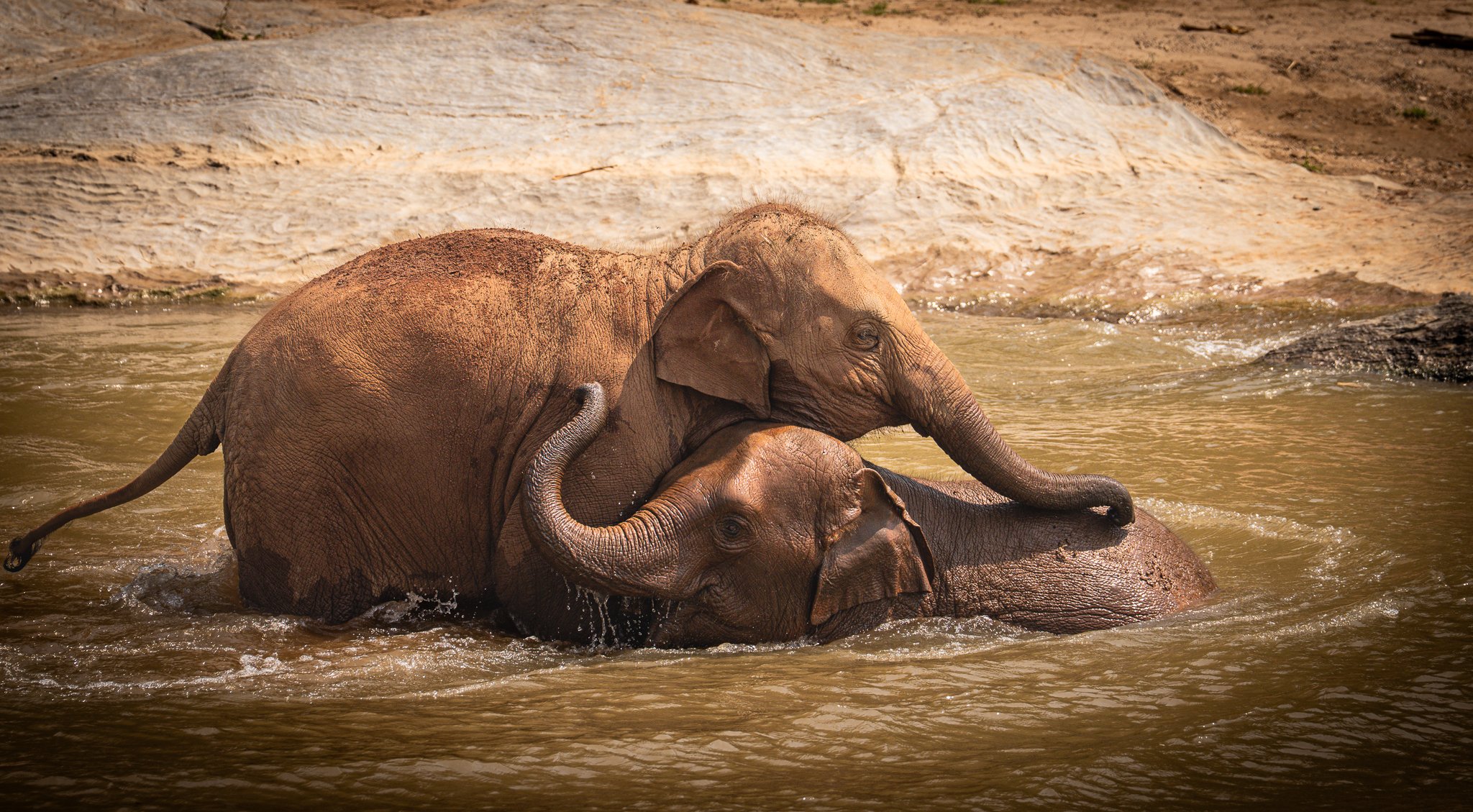 Elephant Sanctuary - Elephants bathing together.jpg