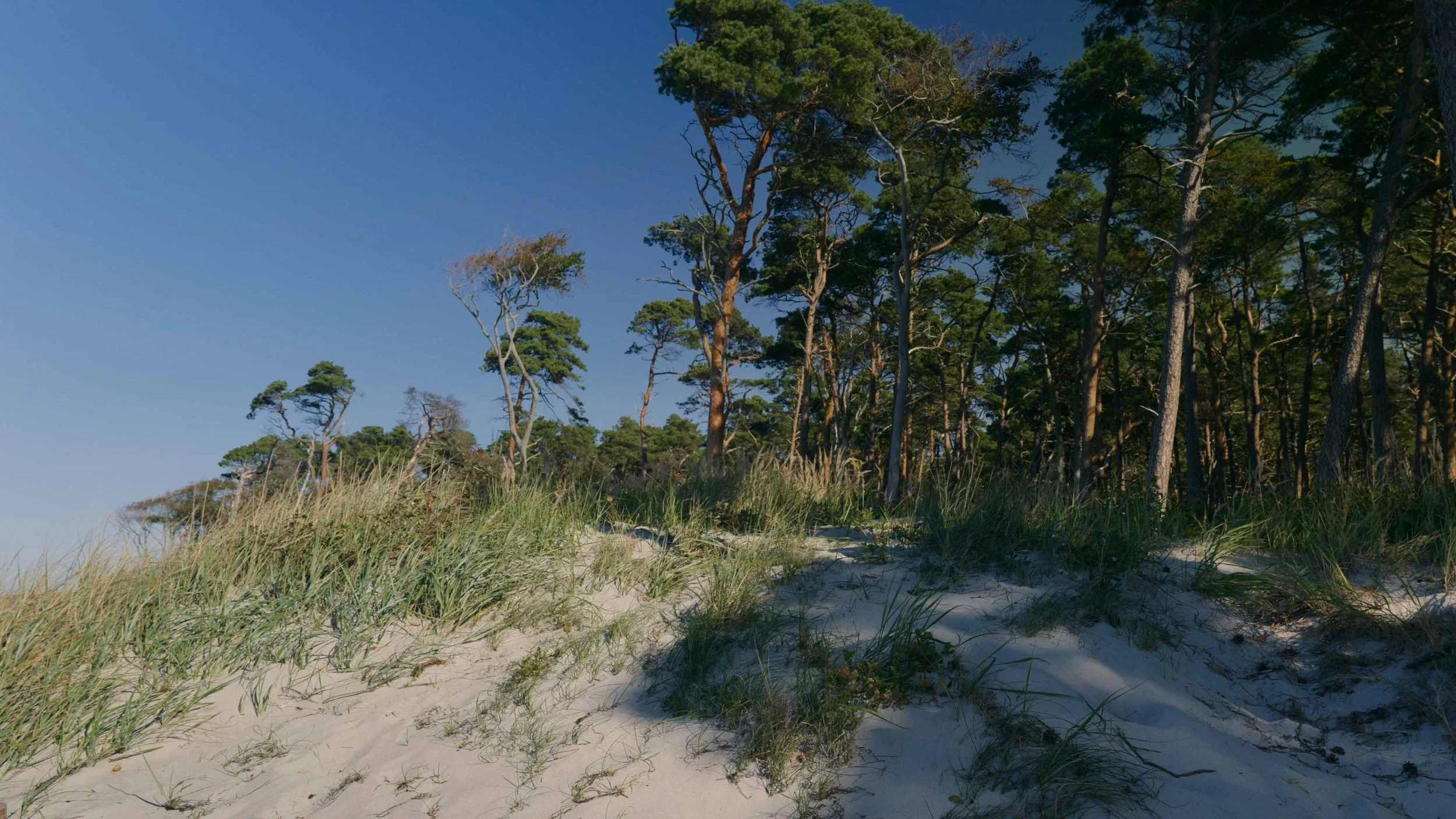 Sanddünen mit Gräsern und einer Baumlinie im Hintergrund unter blauem Himmel.
